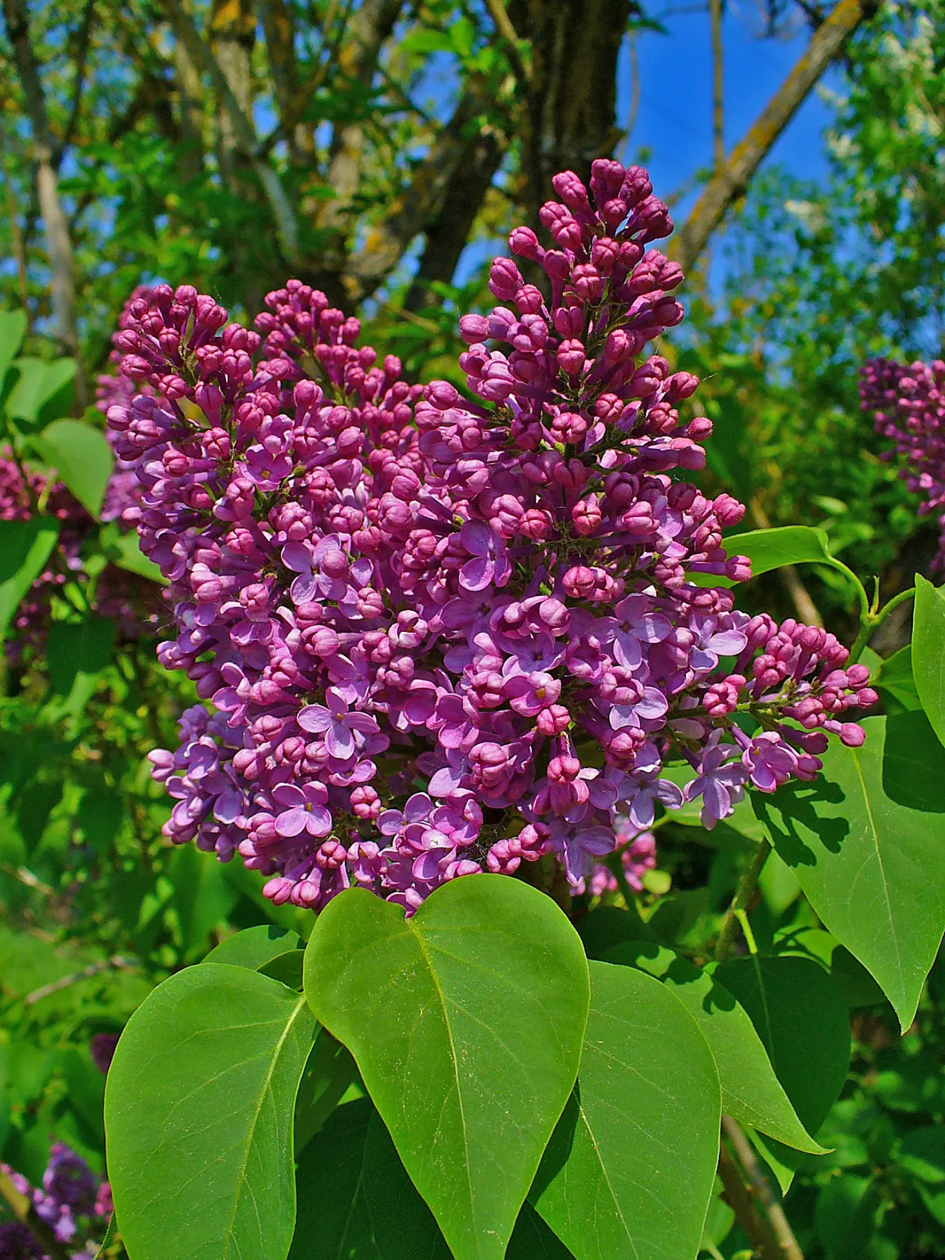 Common Purple Lilac (Syringa Vulgaris) — Lilacs prefer well-drained, alkaline soil and benefit from annual pruning