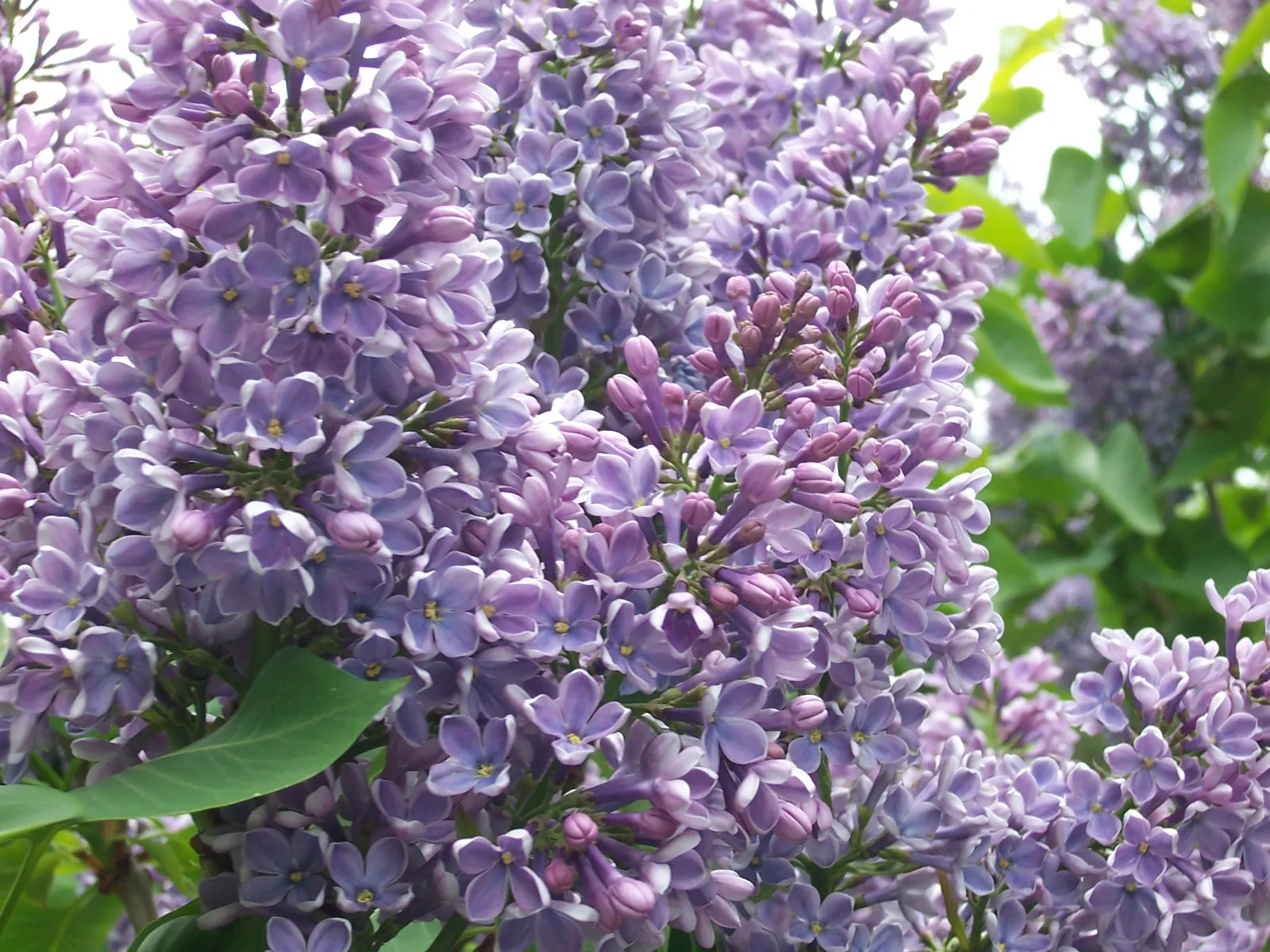 Common Purple Lilac (Syringa Vulgaris) — although cultivars can display varying shades including white