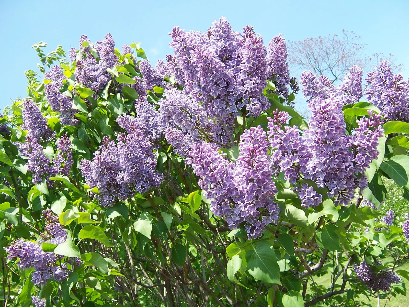 Common Purple Lilac (Syringa Vulgaris) — Each panicle is composed of numerous star-shaped flowers
