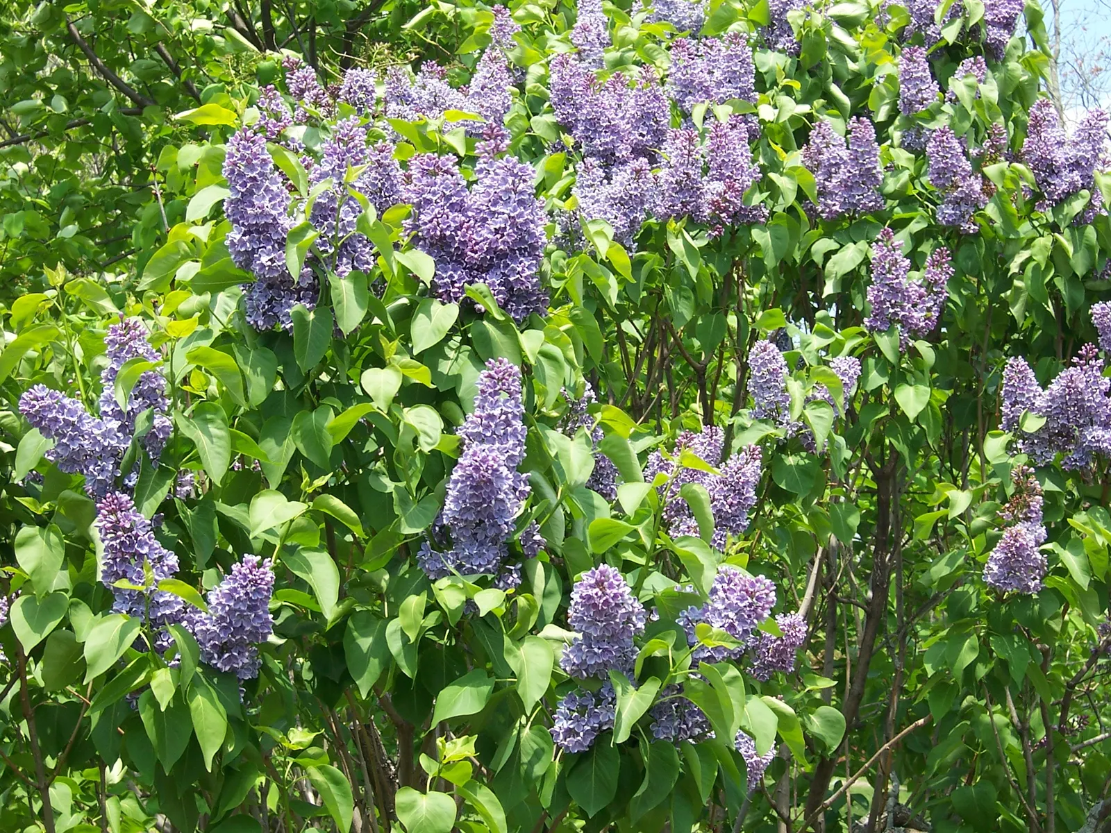 Common Purple Lilac (Syringa Vulgaris) — When designing a landscape