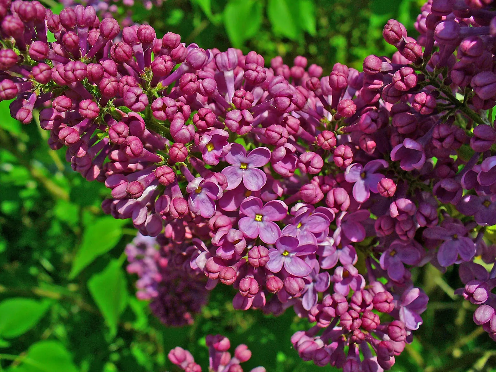 Common Purple Lilac (Syringa Vulgaris) — or standalone feature to not only provide aesthetic beauty but also to attract butterflies and hummingbirds