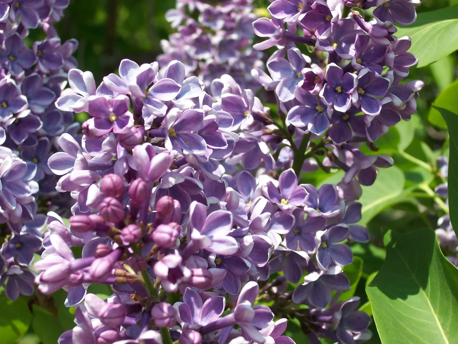 Common Purple Lilac (Syringa Vulgaris) — It also requires good air circulation to prevent powdery mildew