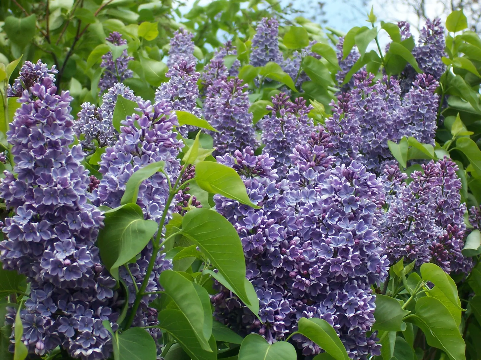 Common Purple Lilac (Syringa Vulgaris) — This deciduous shrub matures to heights of 8-15 feet with a spread of 6-12 feet, requiring full sun