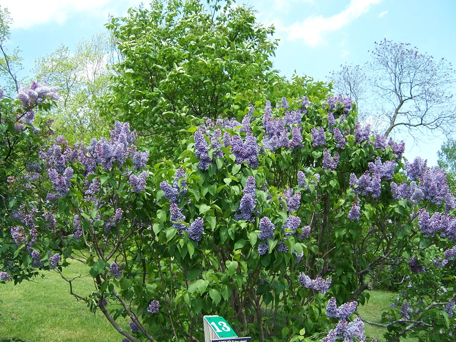 Common Purple Lilac (Syringa Vulgaris) — showy blooms that grace gardens with a splash of springtime color
