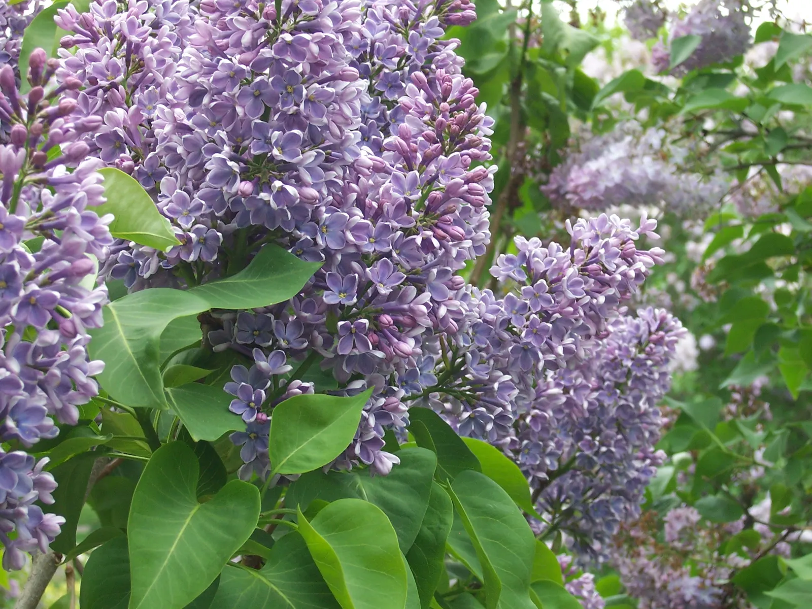 Common Purple Lilac (Syringa Vulgaris) — This hardy species performs best in well-drained, fertile soil with a near-neutral pH
