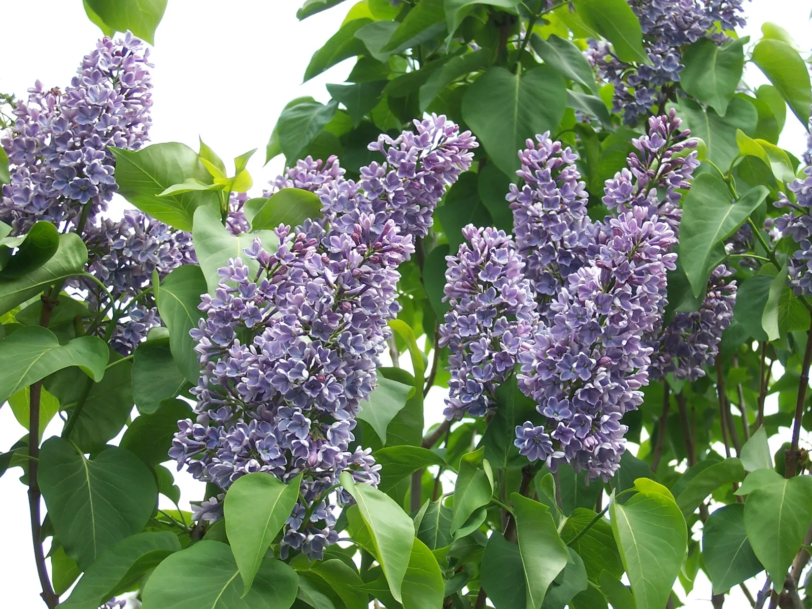 Common Purple Lilac (Syringa Vulgaris) — ideally receiving a minimum of 6 hours of direct sunlight each day for optimal blooming