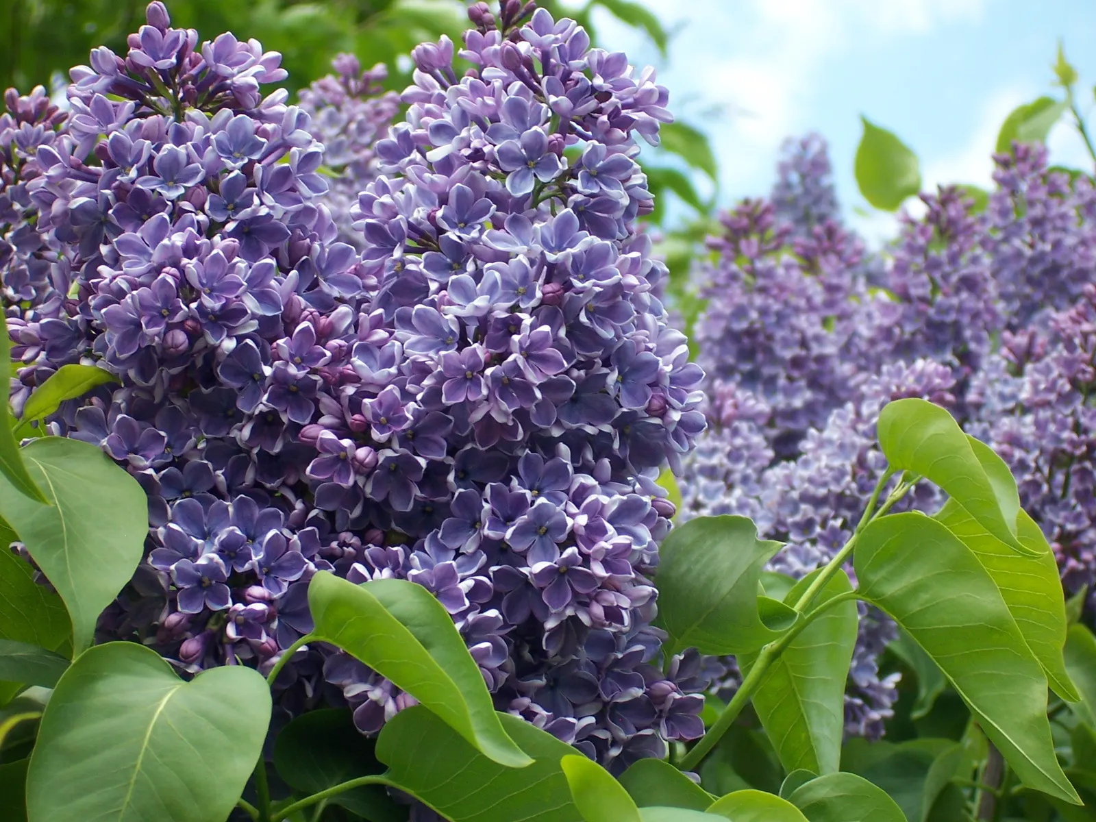 Common Purple Lilac (Syringa Vulgaris) — integrate Syringa vulgaris as a border