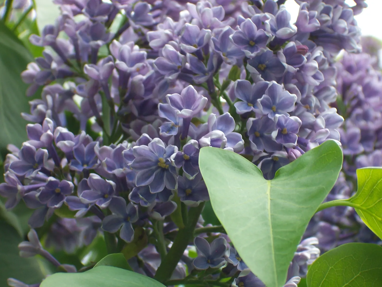Common Purple Lilac (Syringa Vulgaris) — rich green leaves offer a pleasing backdrop to the fragrant flower panicles