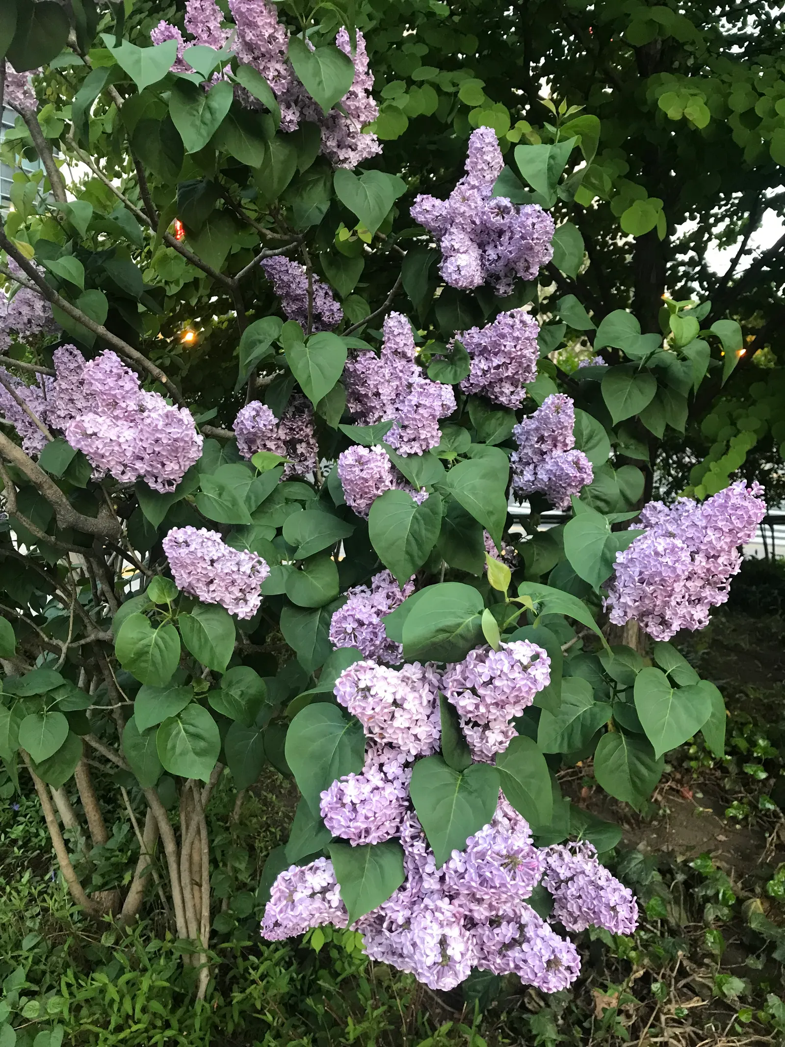 Common Purple Lilac (Syringa Vulgaris) — making it important to space plantings adequately.<br><br>Cold hardy in USDA Zones 3 to 7