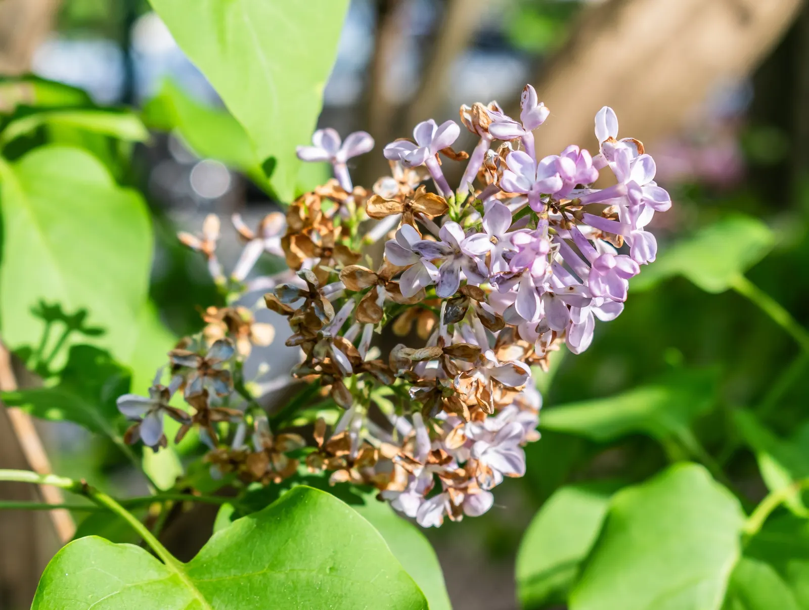 Common Purple Lilac (Syringa Vulgaris) — which can grow up to 7 inches long