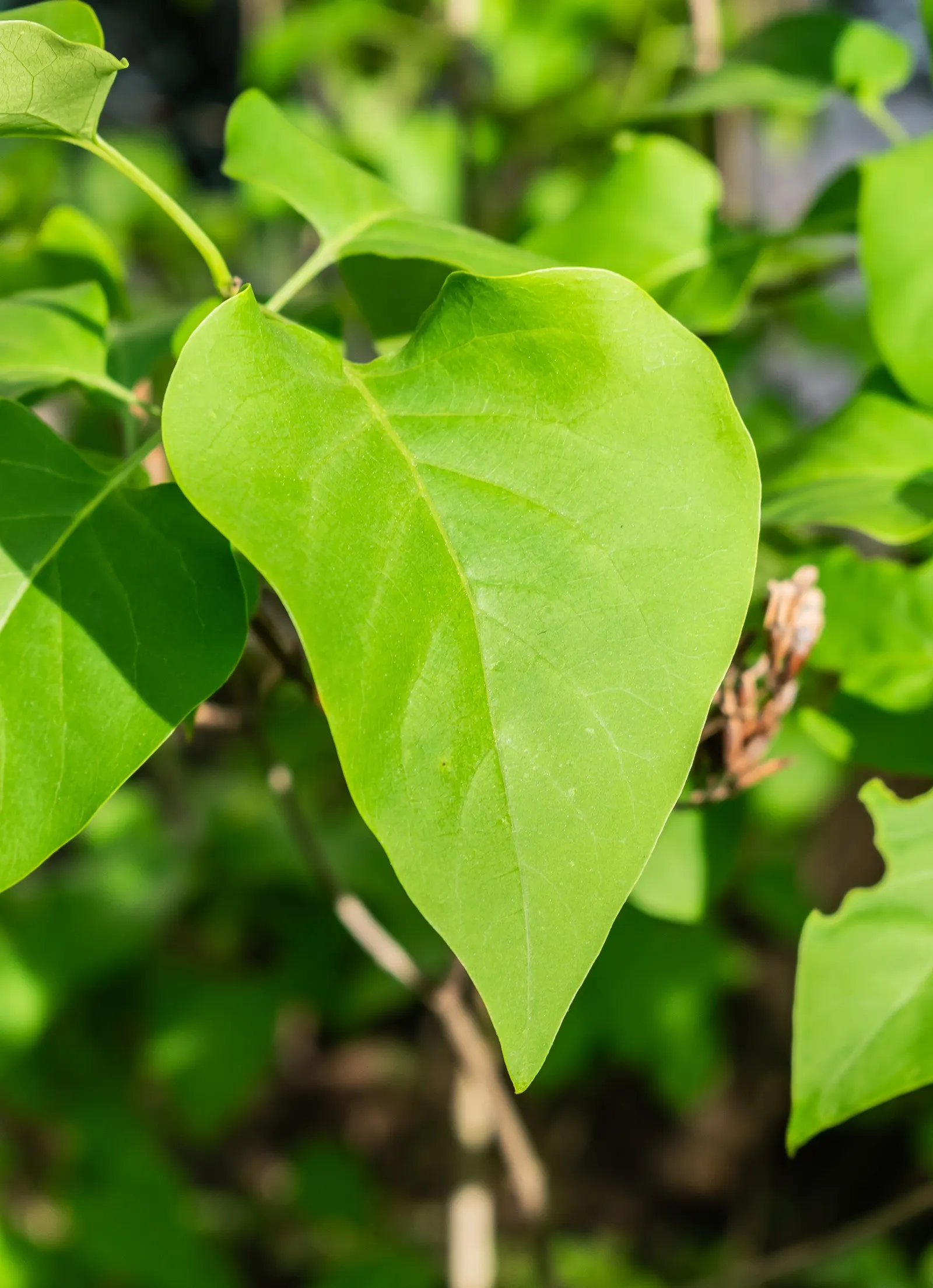 Common Purple Lilac (Syringa Vulgaris) — consider planting Common Purple Lilacs in areas that receive full sun to partial shade