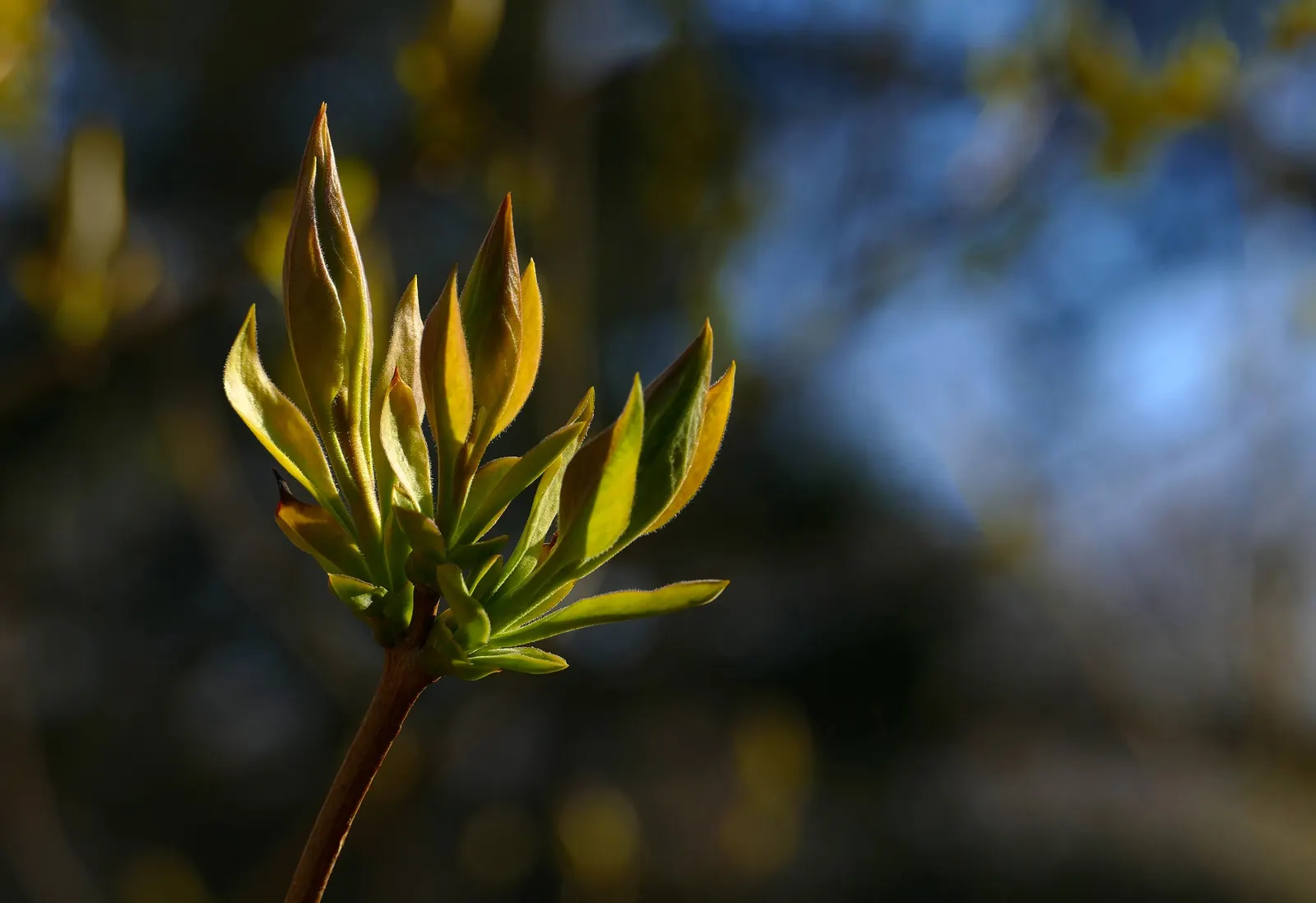 Common Purple Lilac (Syringa Vulgaris) — adding both aesthetic and ecological value to landscapes