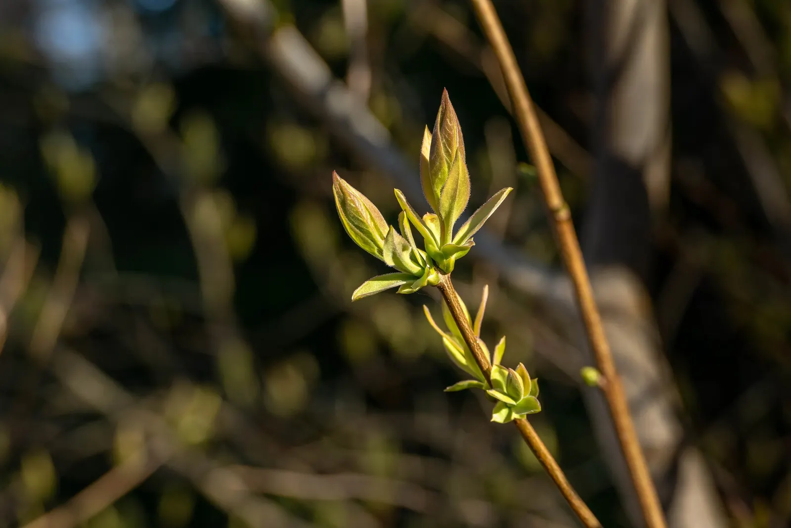 Common Purple Lilac (Syringa Vulgaris) — cherished for its fragrant conical blossoms