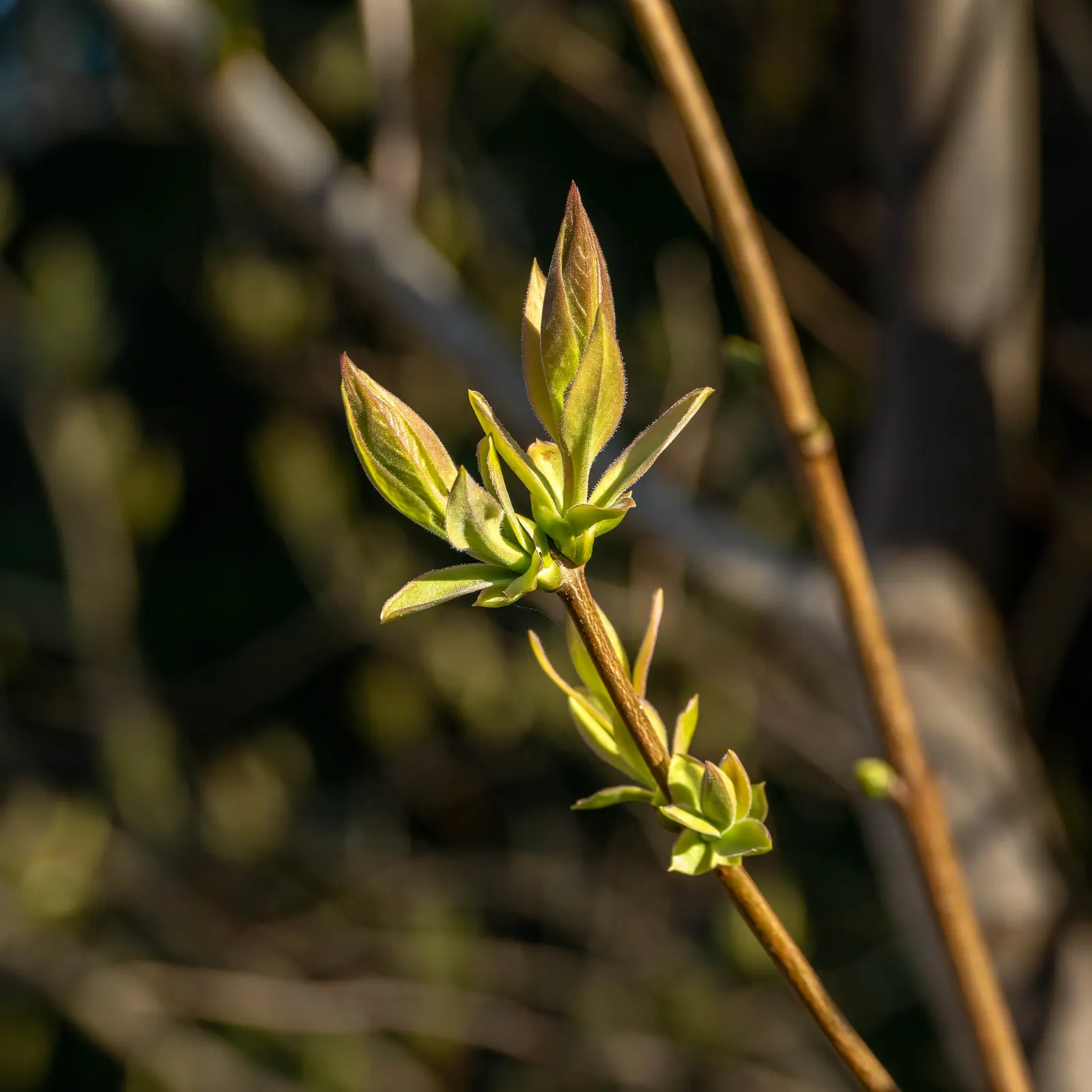 Common Purple Lilac (Syringa Vulgaris) — This classic favorite typically grows to a height of 8 to 15 feet with a spread of 6 to 12 feet