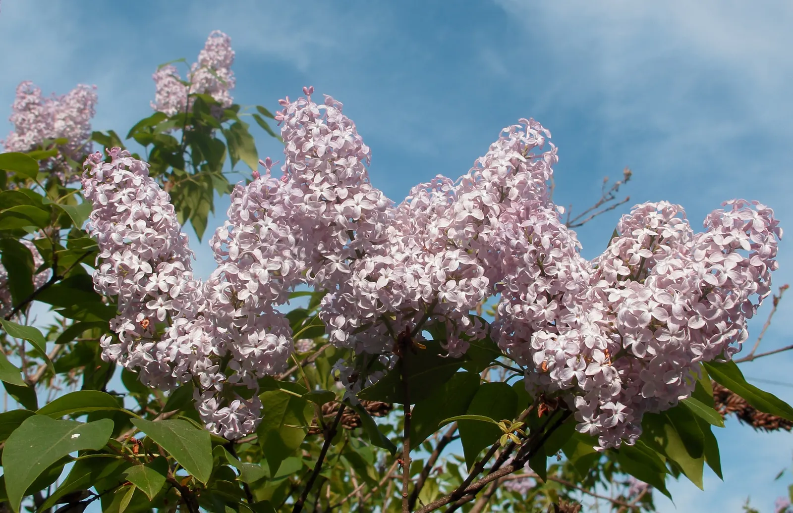 Common Purple Lilac (Syringa Vulgaris) — is a deciduous shrub beloved for its aromatic
