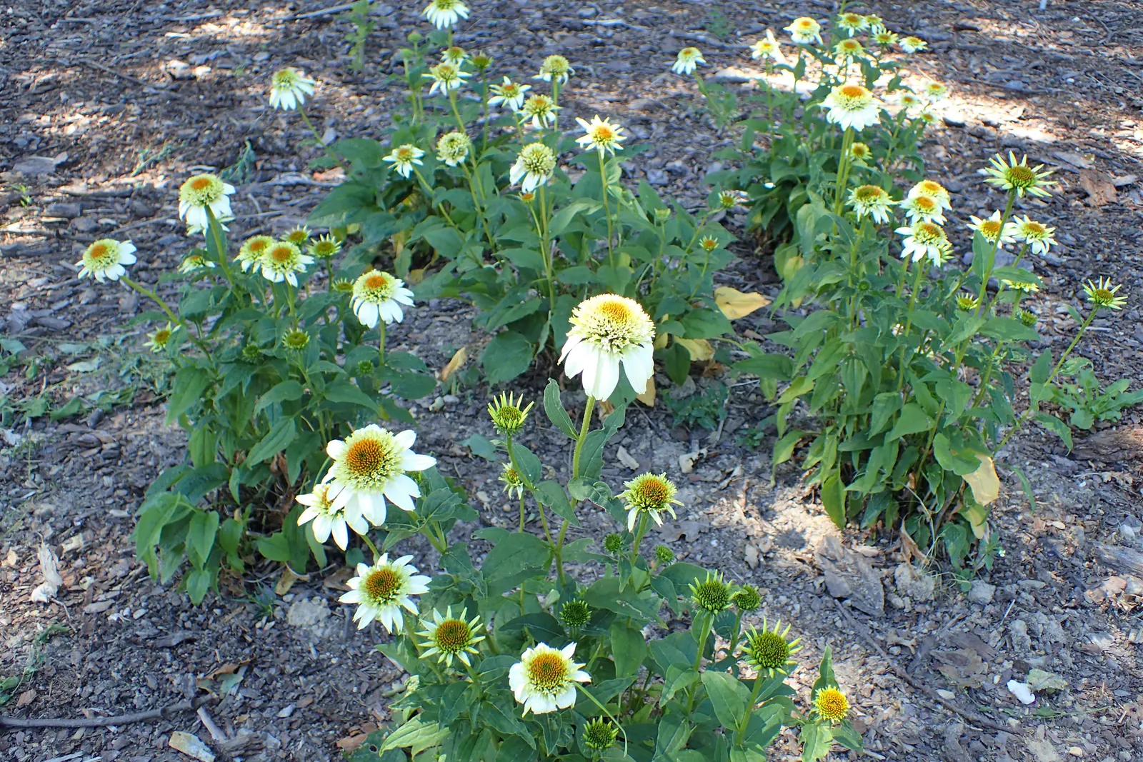 Milkshake Coneflower (Echinacea 'Milkshake') — held atop sturdy 24-30 inch stems