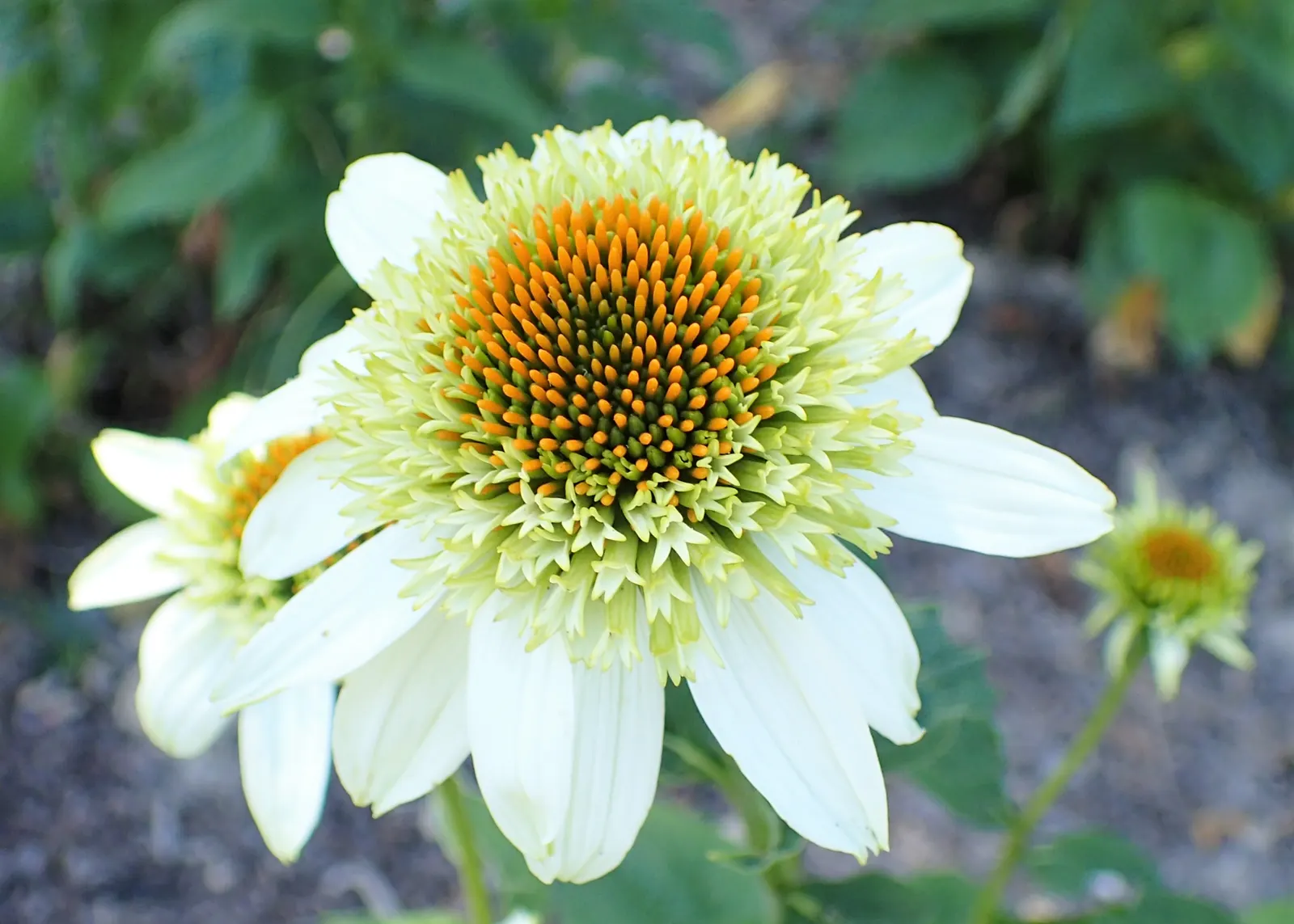 Milkshake Coneflower (Echinacea 'Milkshake') — commonly named Milkshake Coneflower