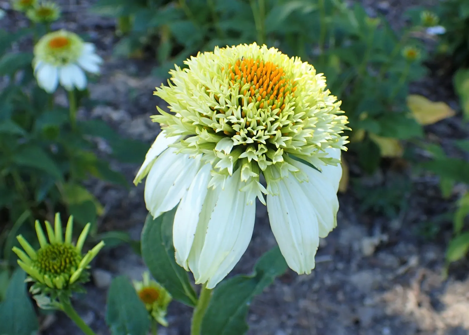 Milkshake Coneflower (Echinacea 'Milkshake') — enchants with double blooms resembling vanilla scoops