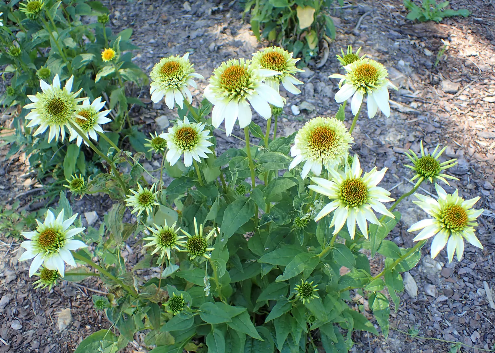 Milkshake Coneflower (Echinacea 'Milkshake') — Resilient in zones 3-9, it thrives in full sun to partial shade and requires well-drained soil