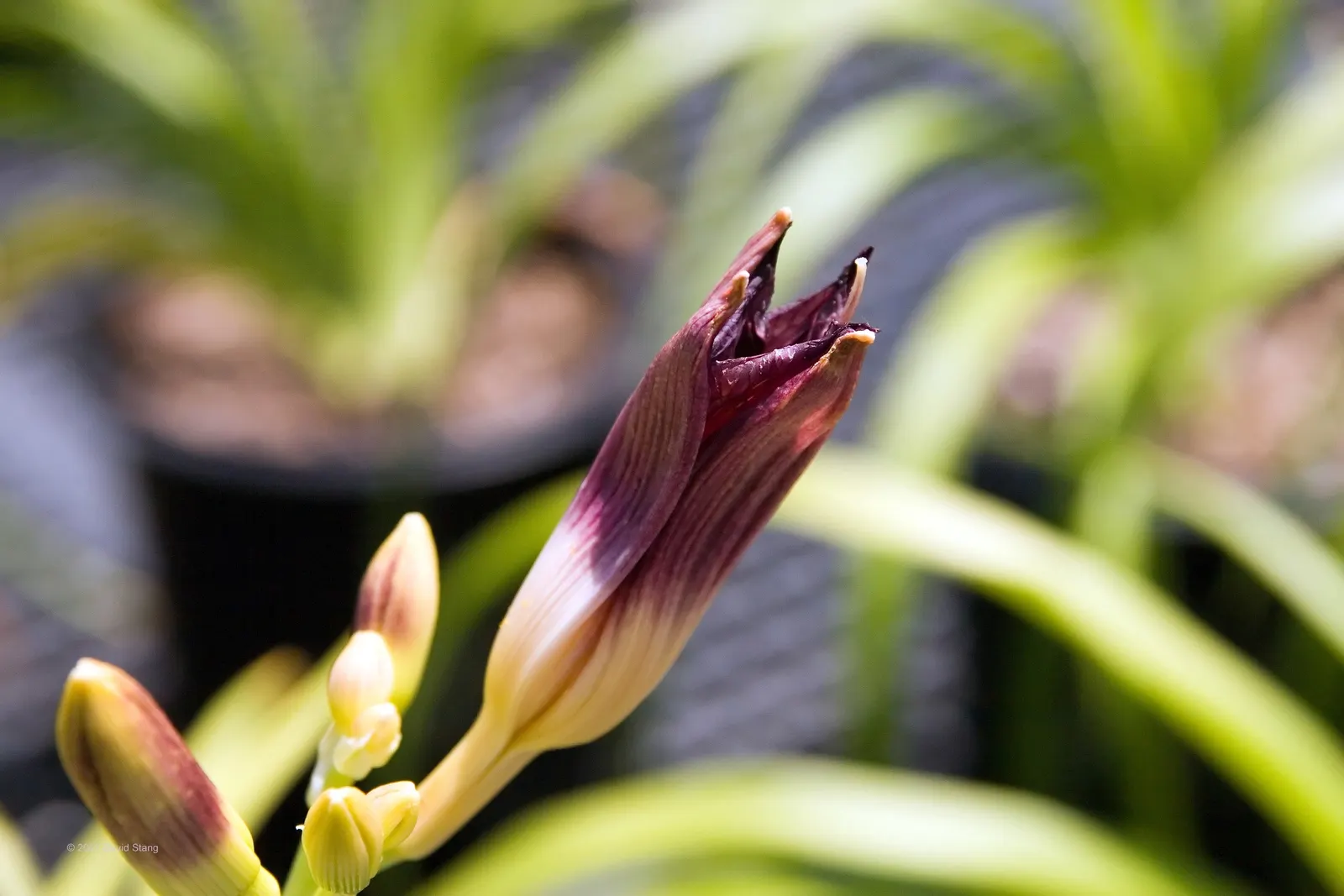 Plum Perfect Daylily (Hemerocallis 'Plum Perfect') — commonly known as Plum Perfect Daylily