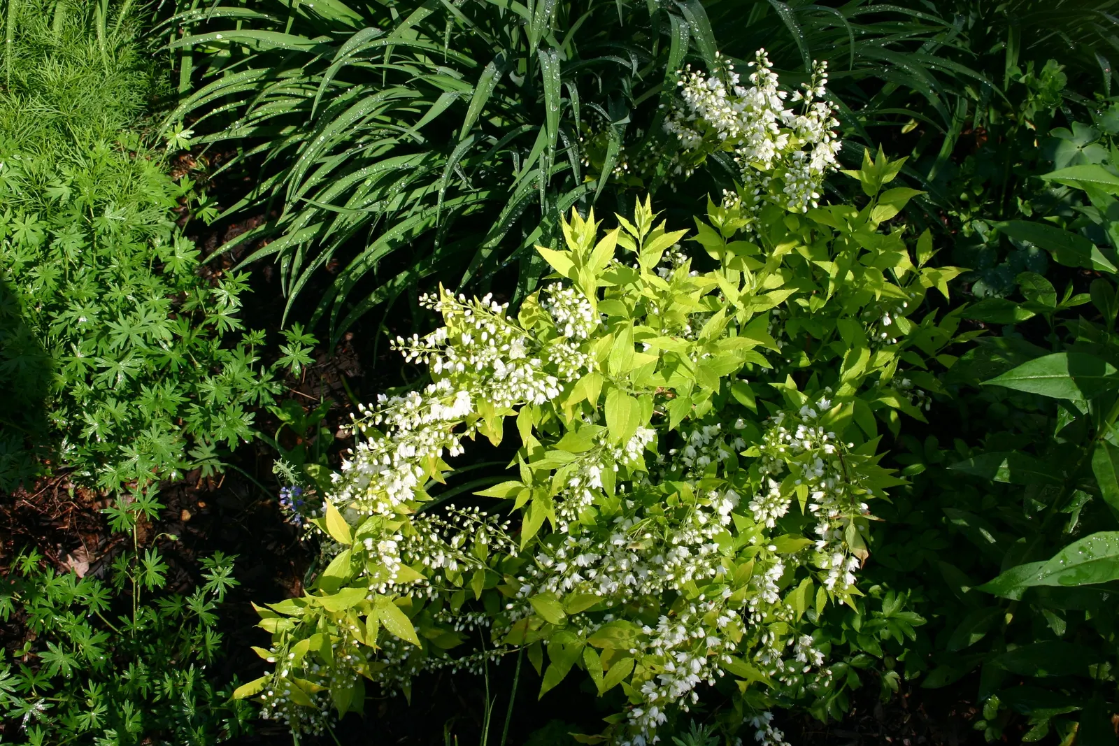 Chardonnay Pearls Slender Deutzia (Deutzia Gracilis 'Chardonnay Pearls') — Mature at 2-3 feet in height with a similar spread