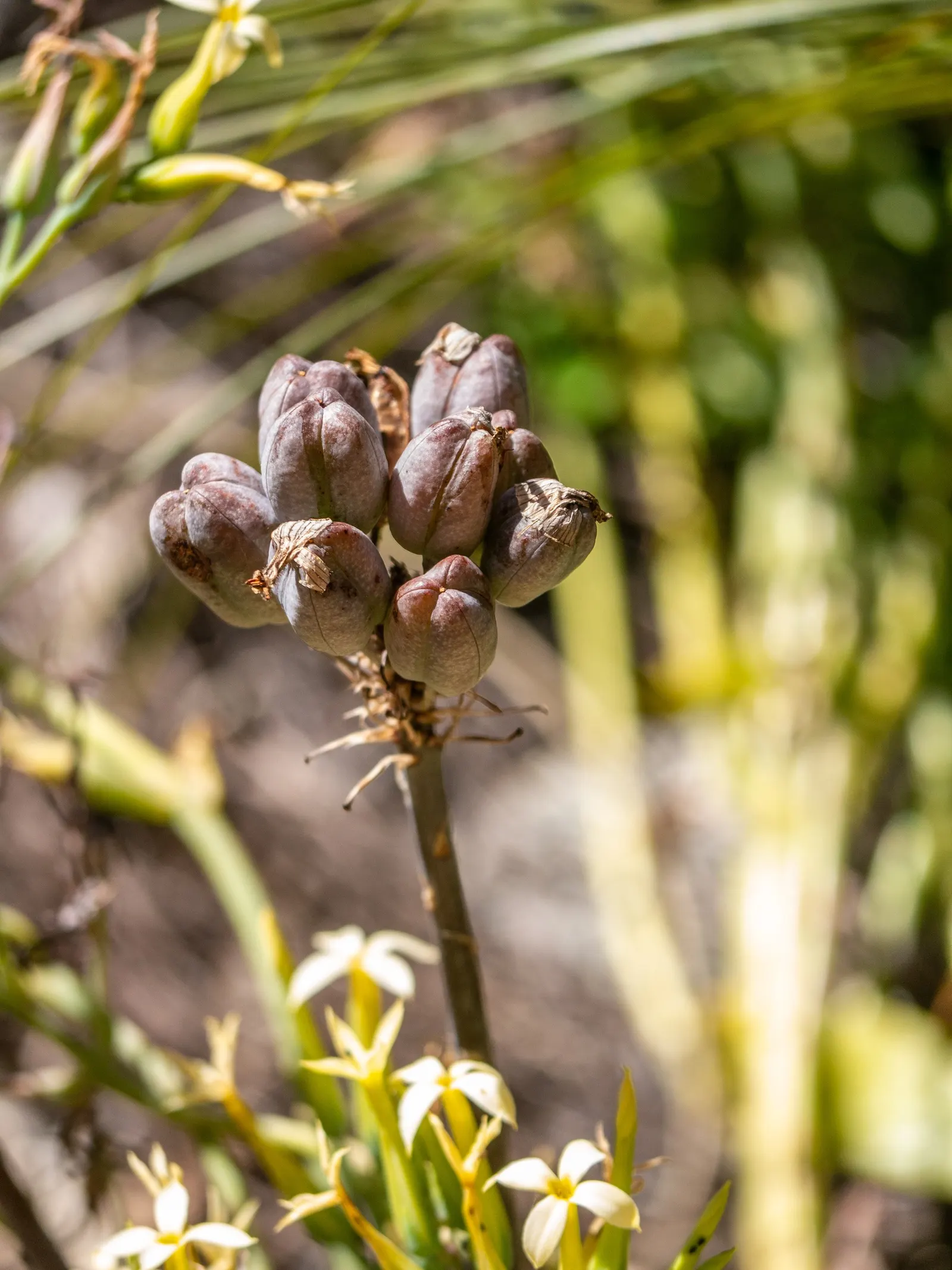 Soap Aloe, African Aloe (Aloe Maculata) — this perennial plant is both ornamental and functional
