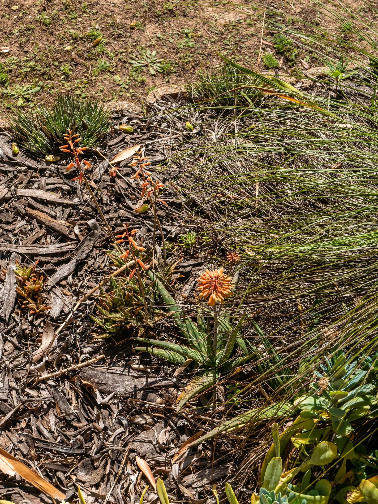 Soap Aloe, African Aloe (Aloe Maculata) — this drought-tolerant plant thrives in well-draining soil and full sun to partial shade
