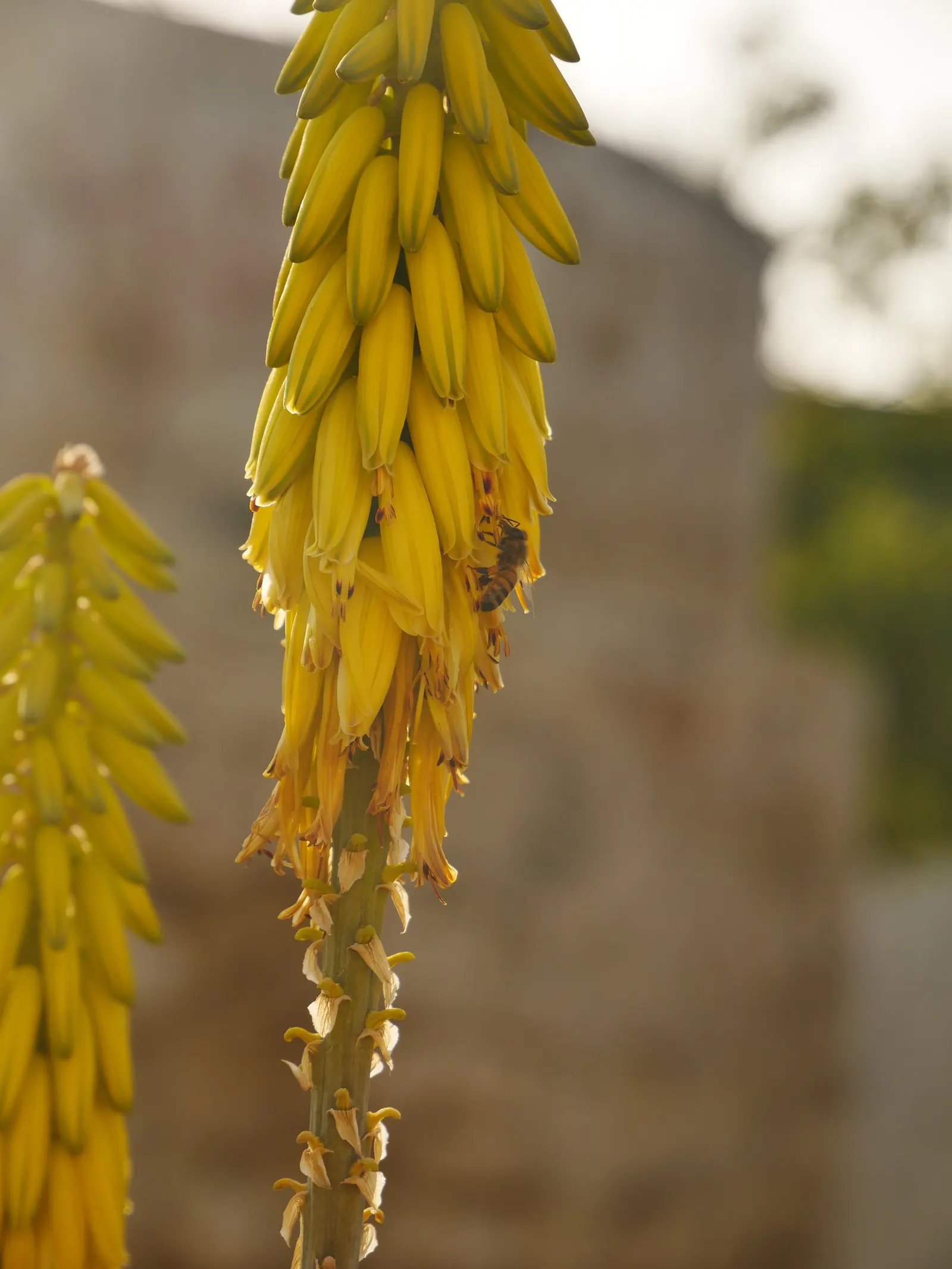 Soap Aloe, African Aloe (Aloe Maculata) — is a robust succulent ideally adapted for accentuating xeriscaped or drought-resistant gardens