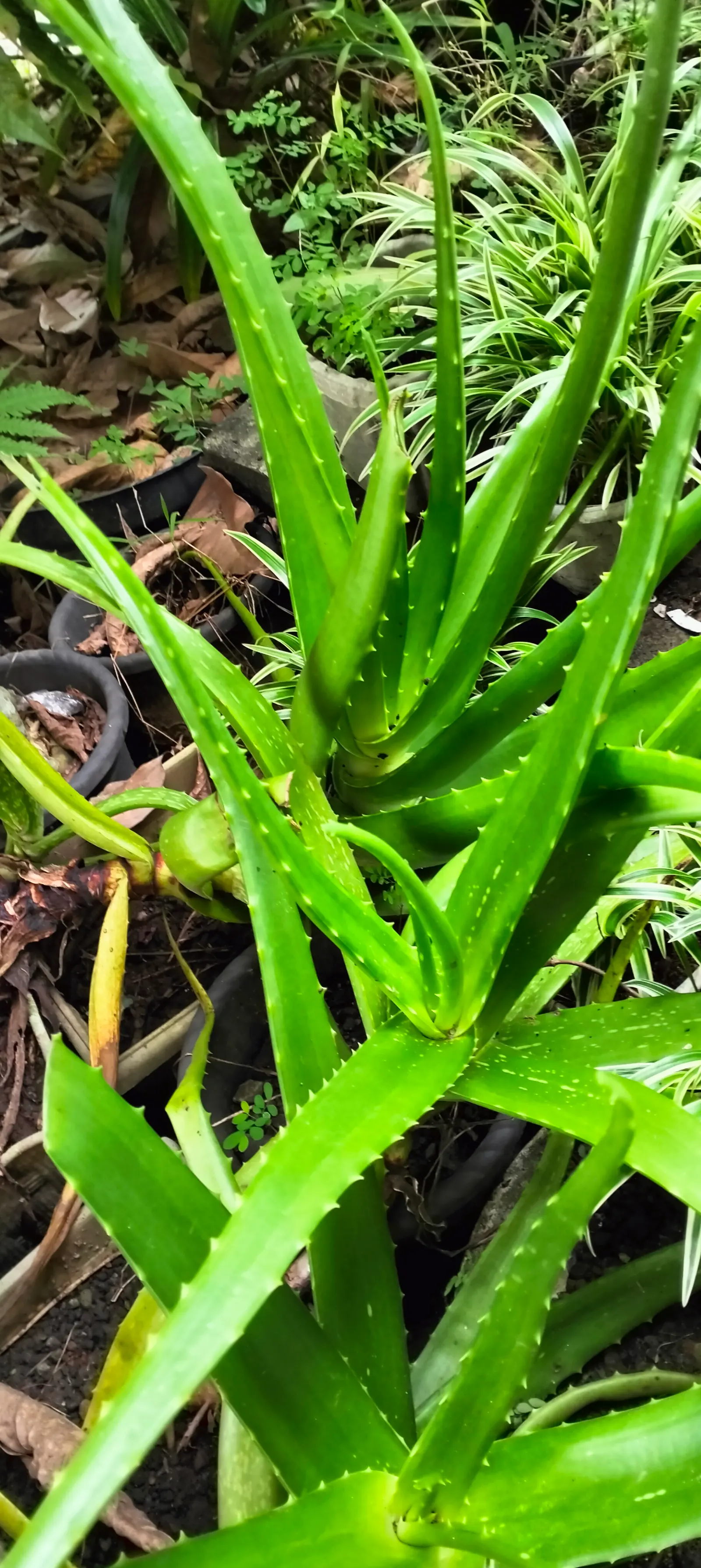 Soap Aloe, African Aloe (Aloe Maculata) — commonly known as Soap Aloe or African Aloe