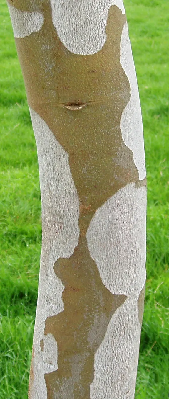 Ghost Or Showy Gum (Eucalyptus Pauciflora) — consider its spatial requirements for full canopy development and root expansion