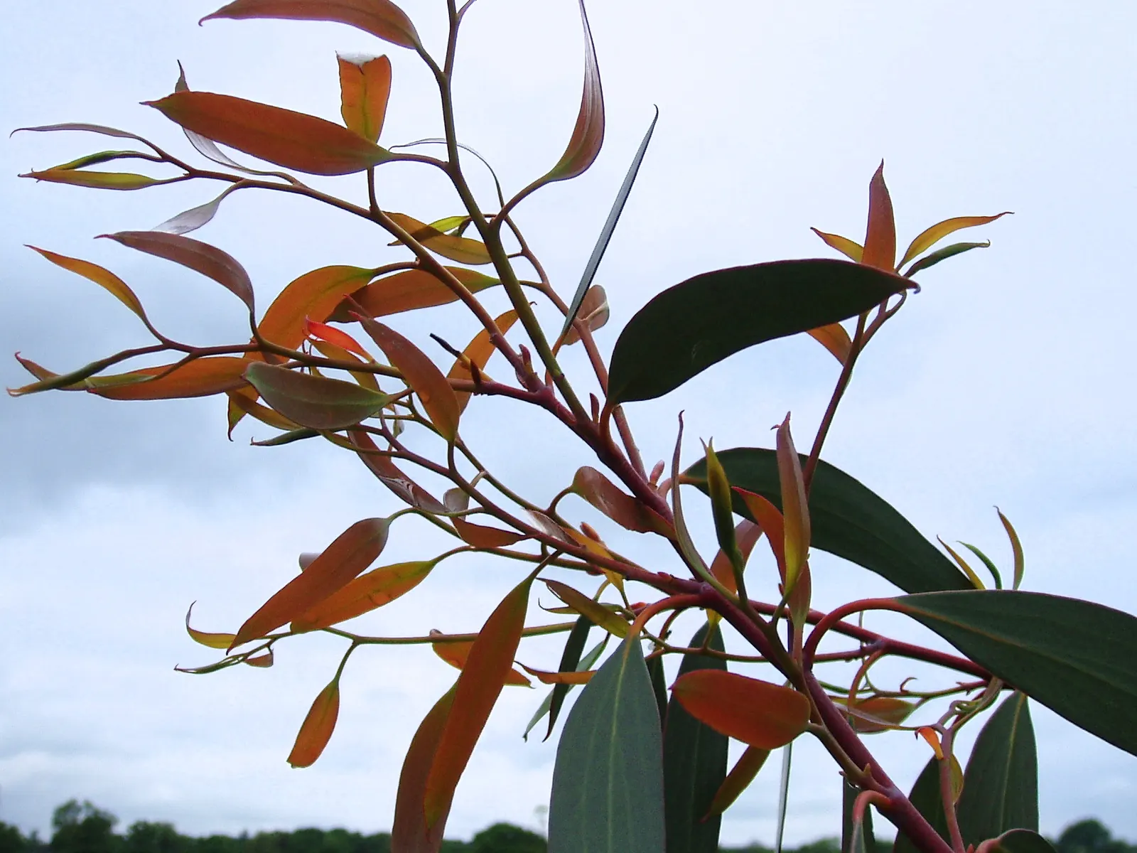 Ghost Or Showy Gum (Eucalyptus Pauciflora) — shrub / tree for full