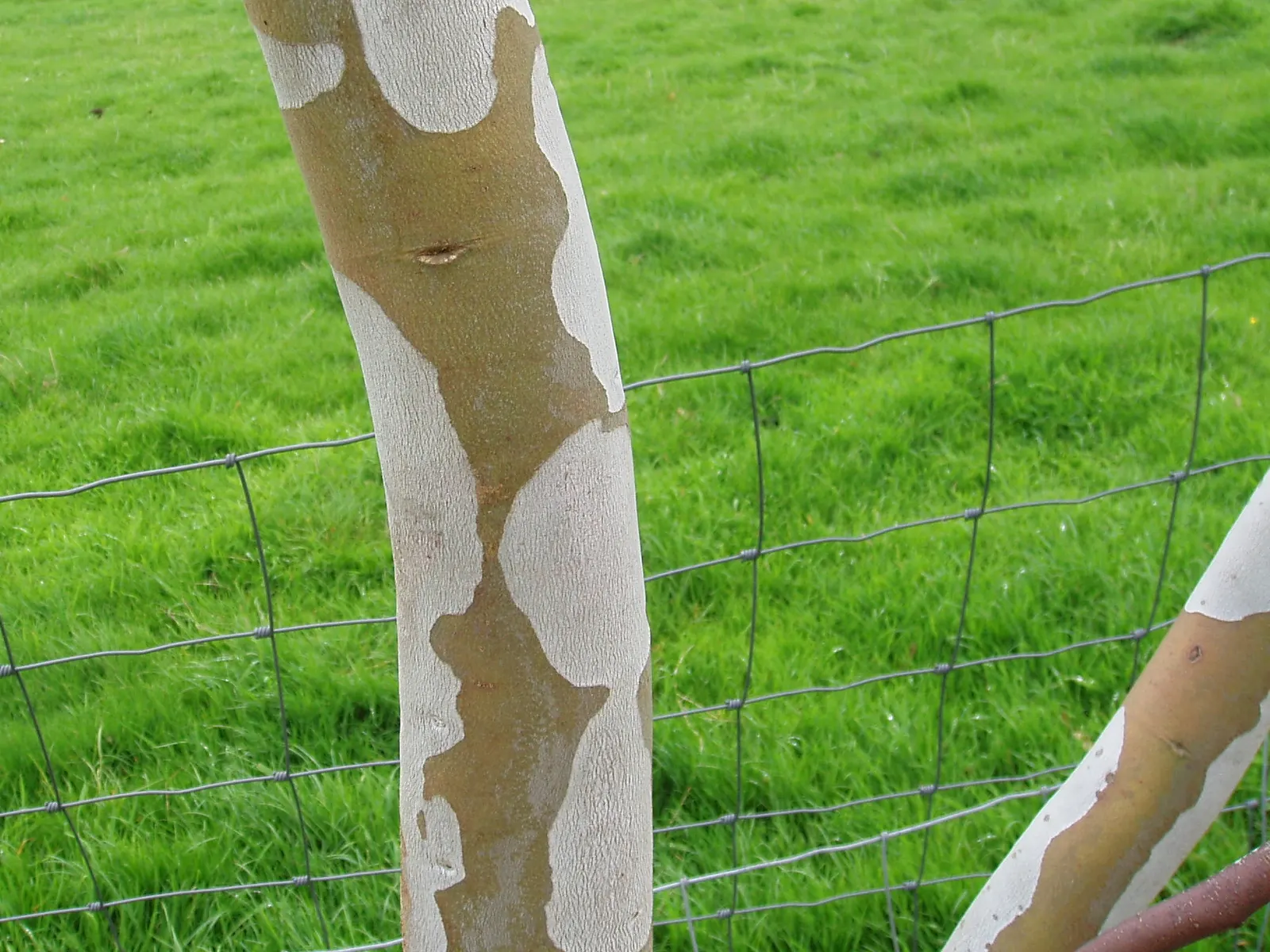 Ghost Or Showy Gum (Eucalyptus Pauciflora) — boasts a striking mottled bark that peels to reveal a patchwork of white; the bark's patchwork of colors includes