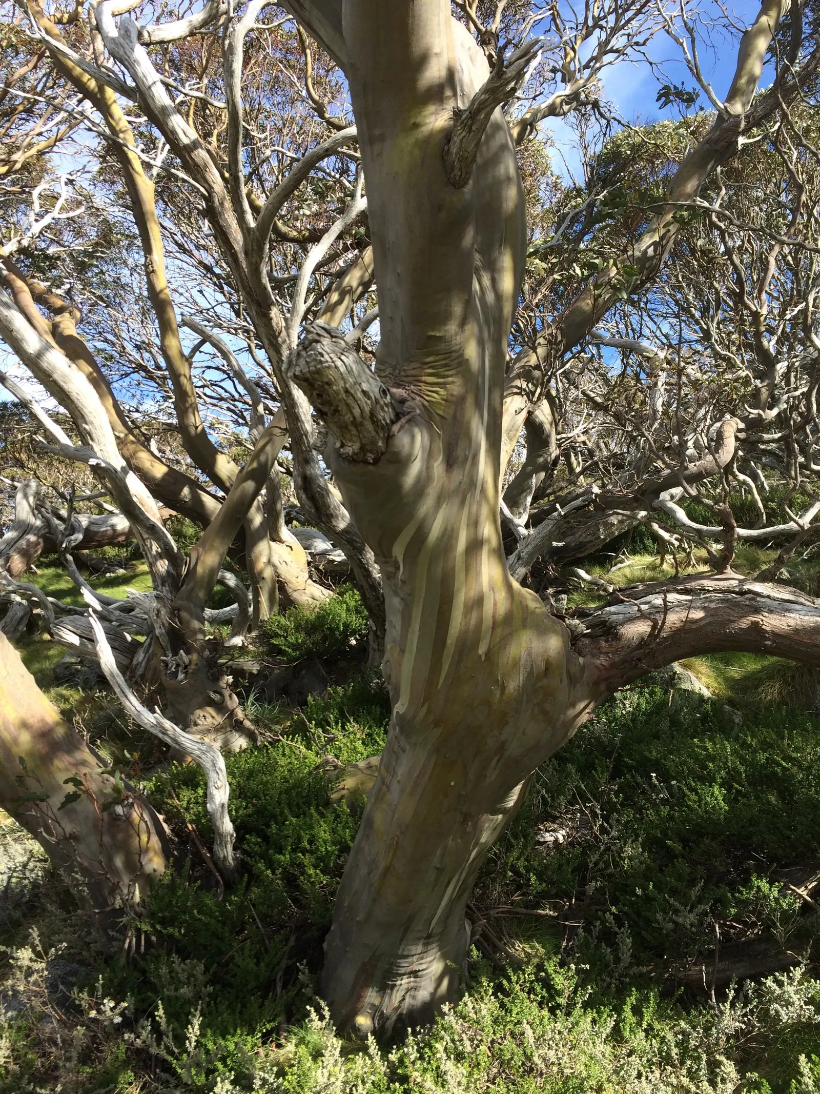 Ghost Or Showy Gum (Eucalyptus Pauciflora) — is a captivating and resilient species that offers striking aesthetics to any landscape design