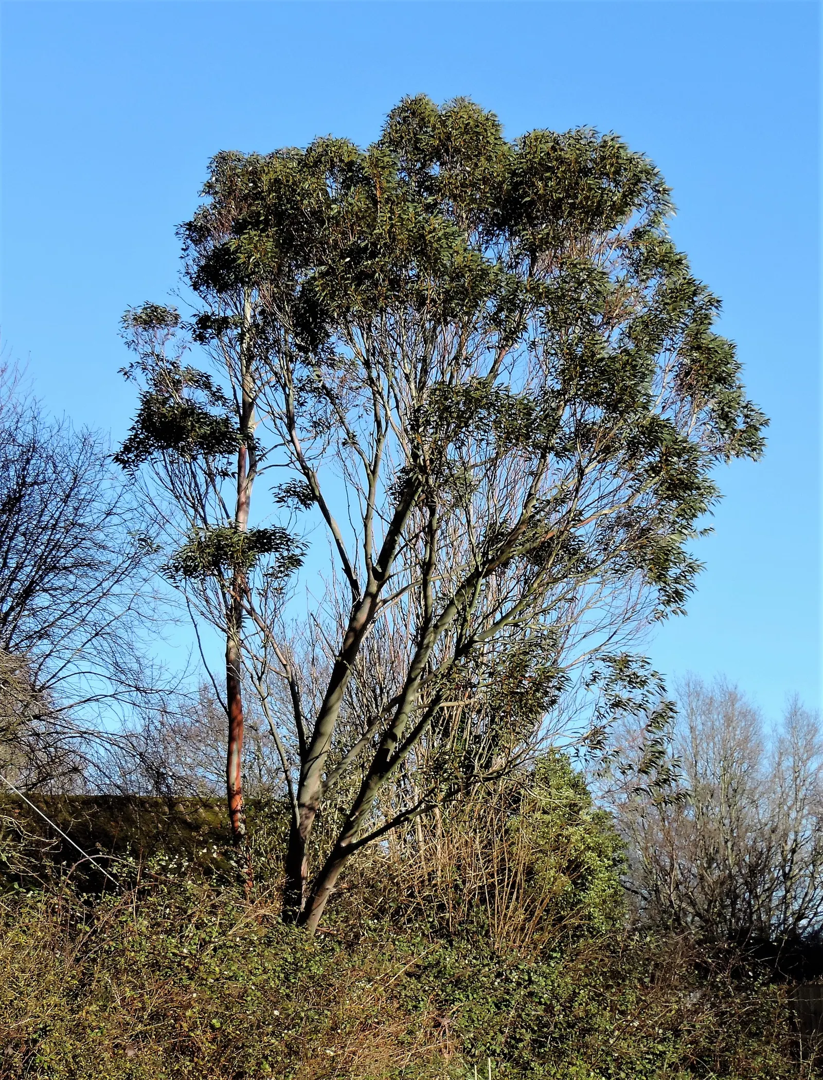 Ghost Or Showy Gum (Eucalyptus Pauciflora) — commonly known as Snow Gum; its spreading canopy, up to 35 feet wide, offers cool shade, while delicate white