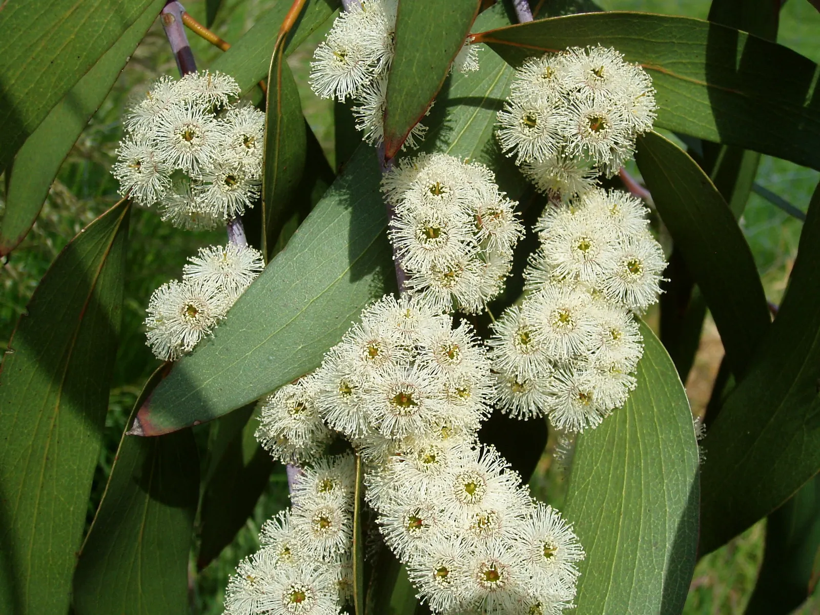Ghost Or Showy Gum (Eucalyptus Pauciflora) — commonly referred to as the Ghost Gum or Showy Gum
