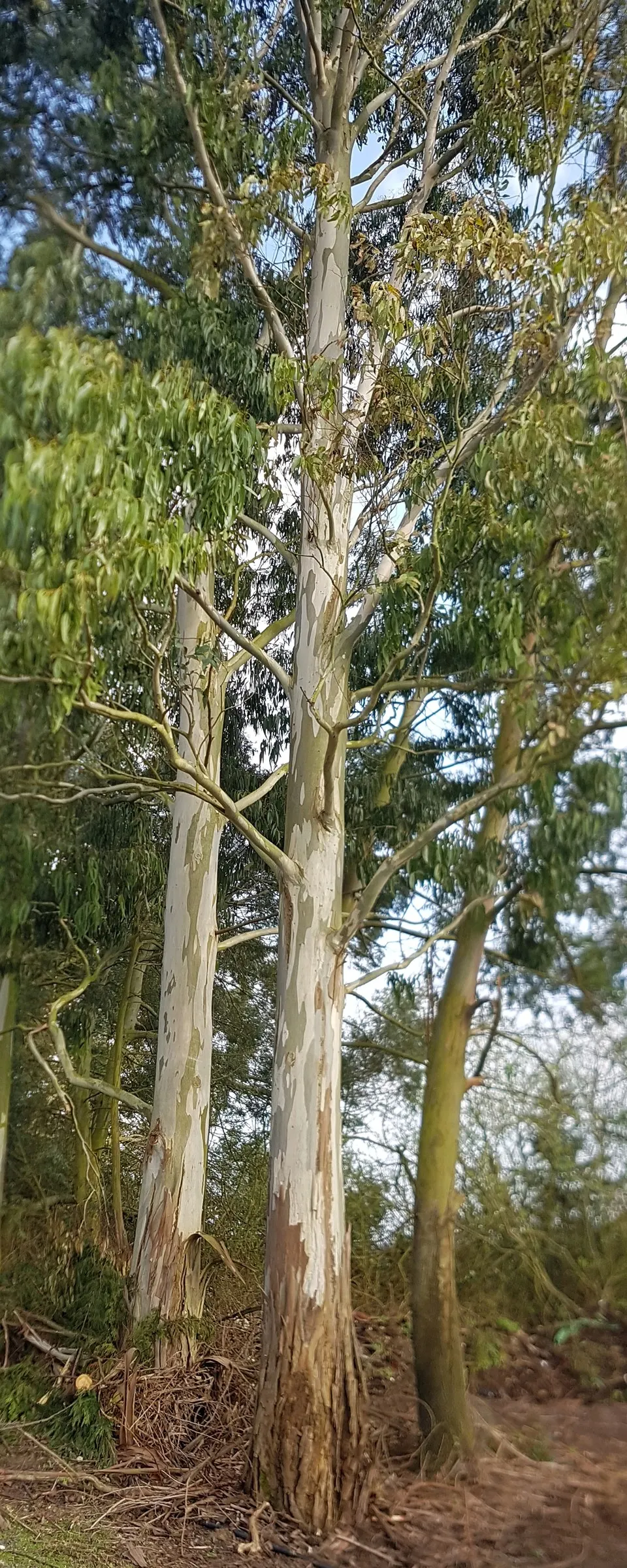 Ghost Or Showy Gum (Eucalyptus Pauciflora) — Its evergreen foliage remains a lively green throughout the year