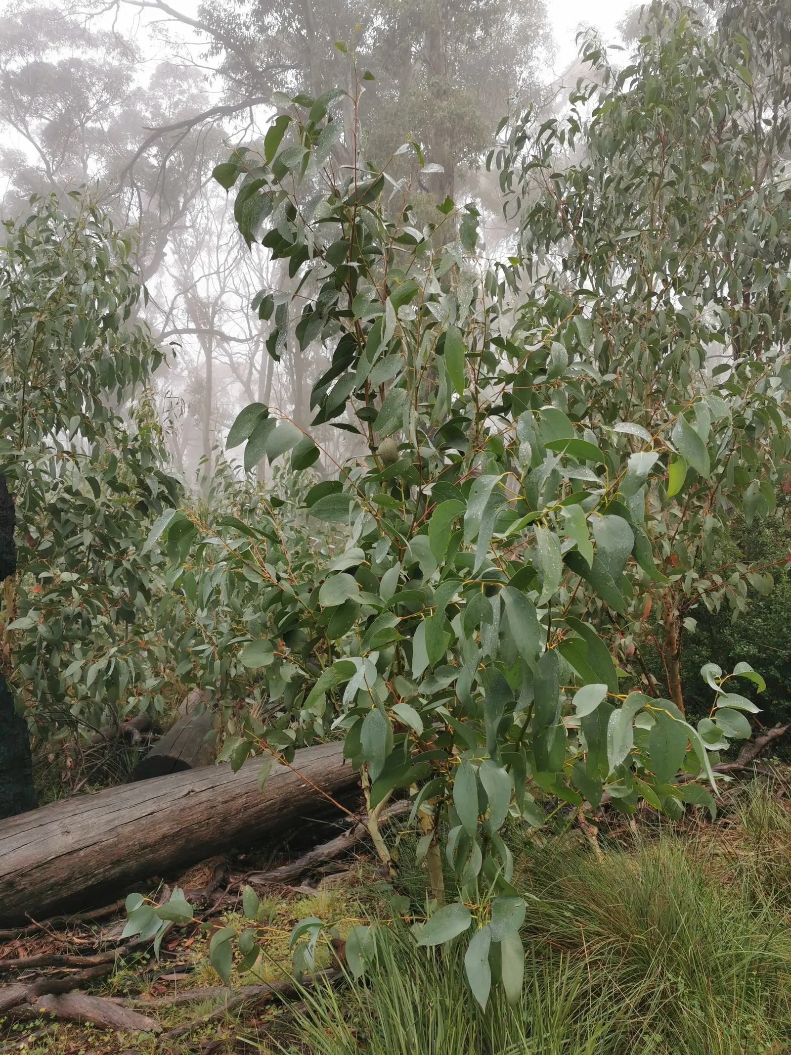 Ghost Or Showy Gum (Eucalyptus Pauciflora) — tolerating both dry and moist conditions once established.<br><br>During the colder months