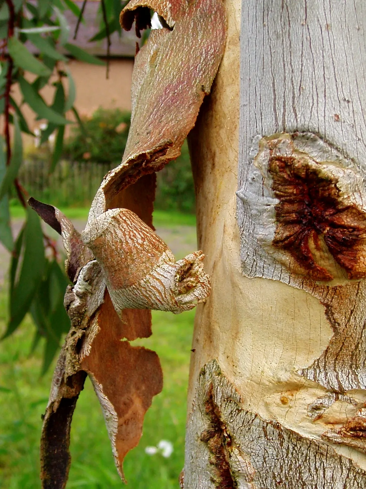 Ghost Or Showy Gum (Eucalyptus Pauciflora) — the Ghost Gum makes for a superb and enchanting addition to any temperate garden setting