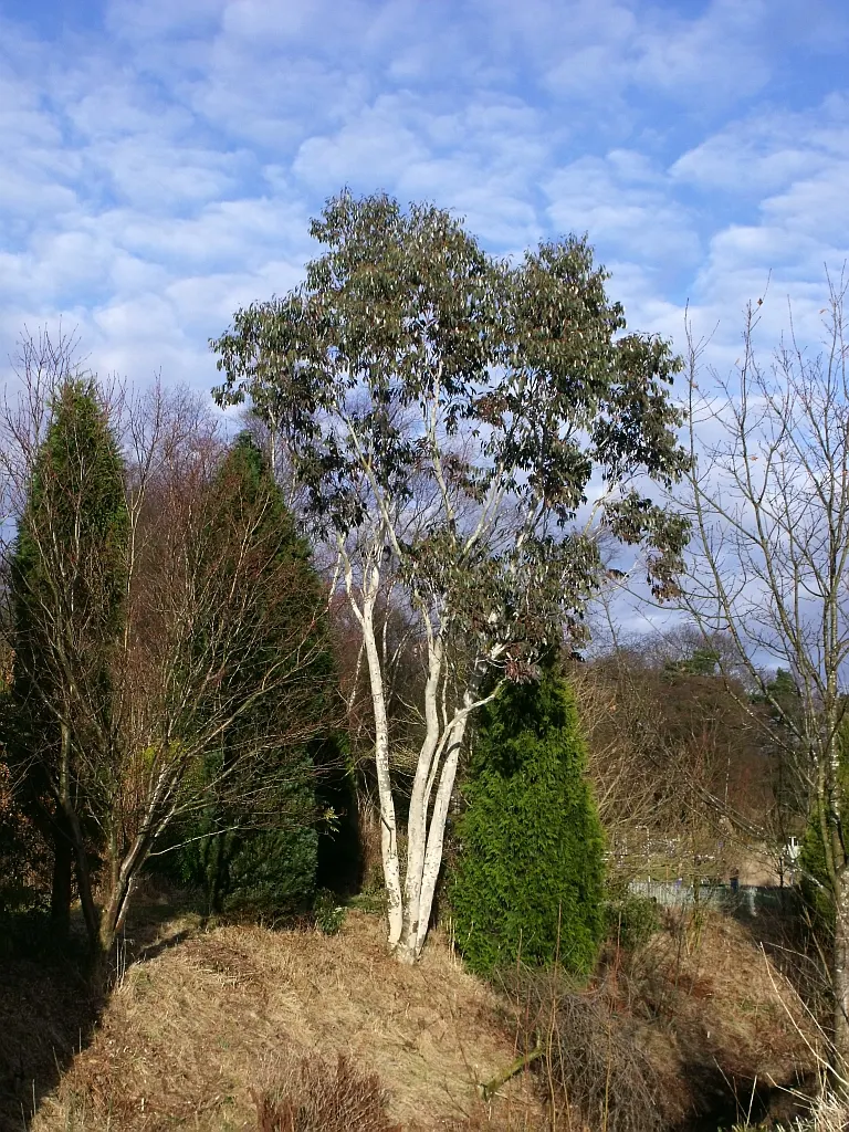 Ghost Or Showy Gum (Eucalyptus Pauciflora) — The bark's patchwork of colors includes hues of greens and yellows