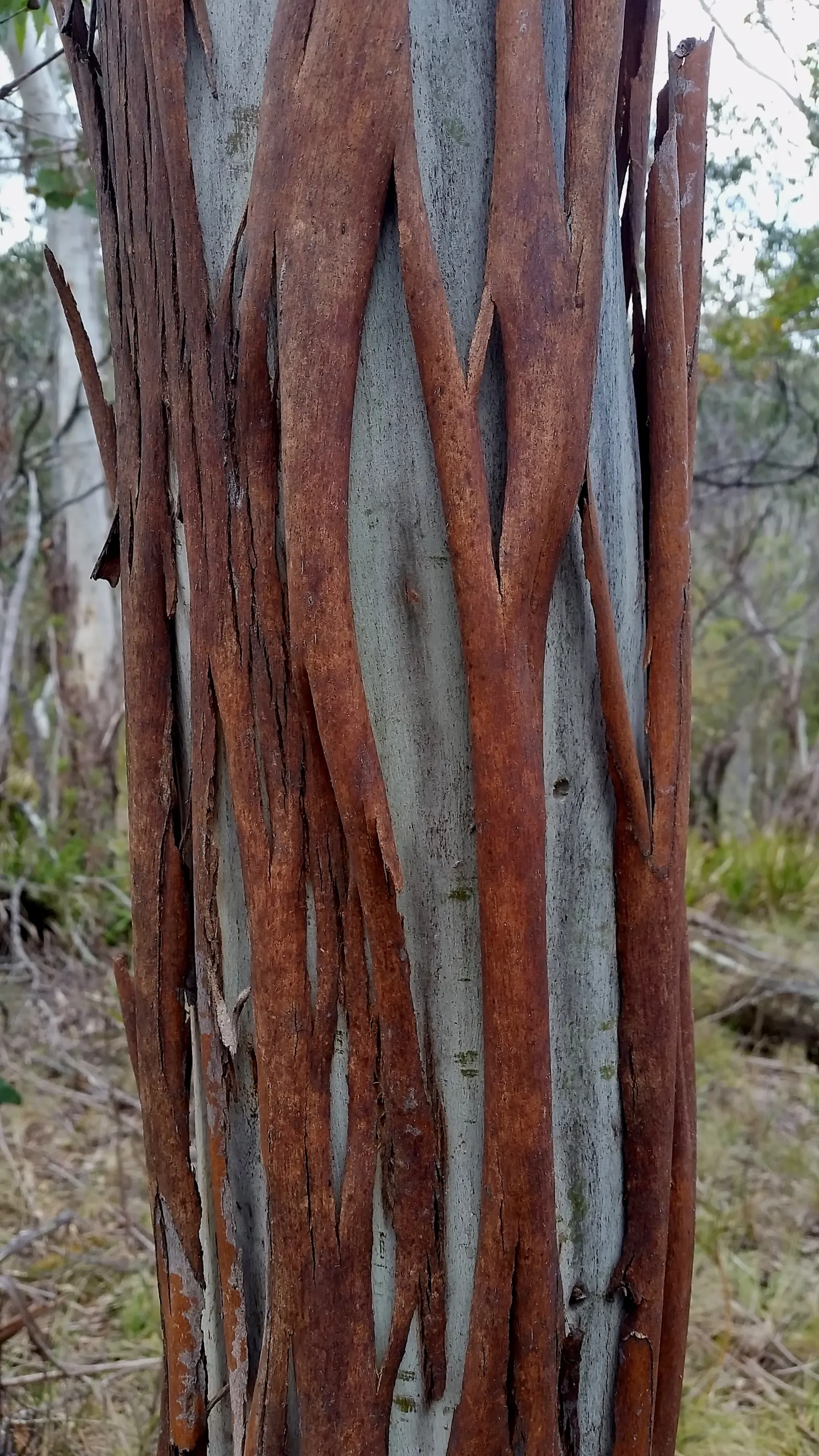 Ghost Or Showy Gum (Eucalyptus Pauciflora) — This hardy evergreen reaches up to 50 feet tall and thrives in USDA zones 7-8