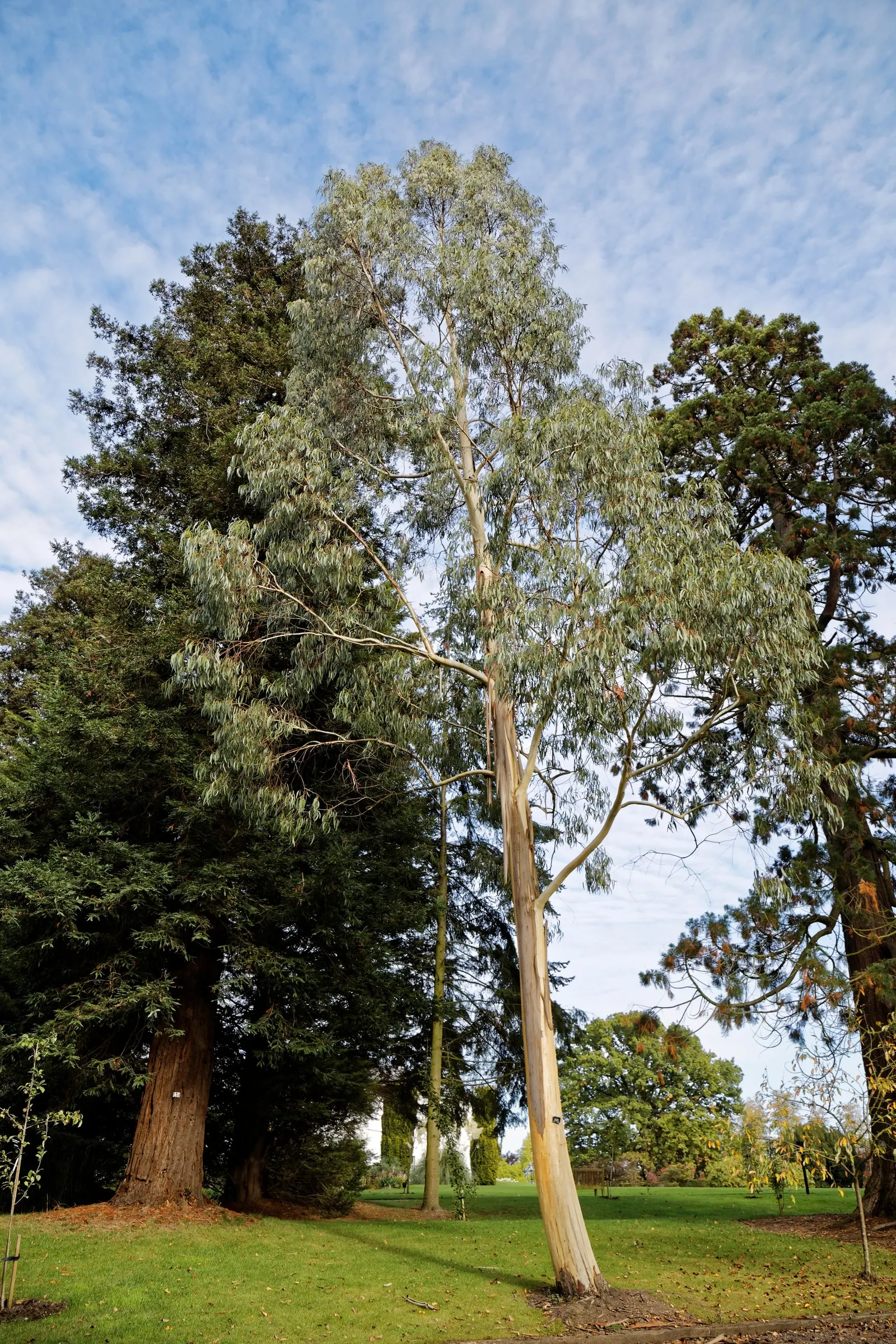 Ghost Or Showy Gum (Eucalyptus Pauciflora) — white to pale grey surface beneath; a testament to its hardiness