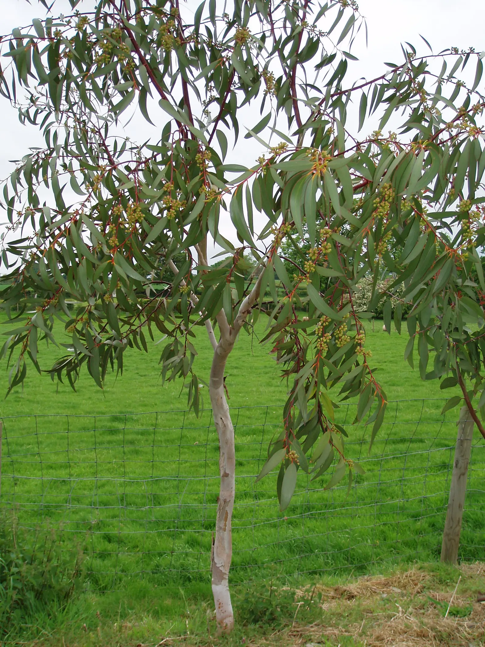 Ghost Or Showy Gum (Eucalyptus Pauciflora) — is a captivating and resilient species that offers striking aesthetics to any landscape design; the flowers are a