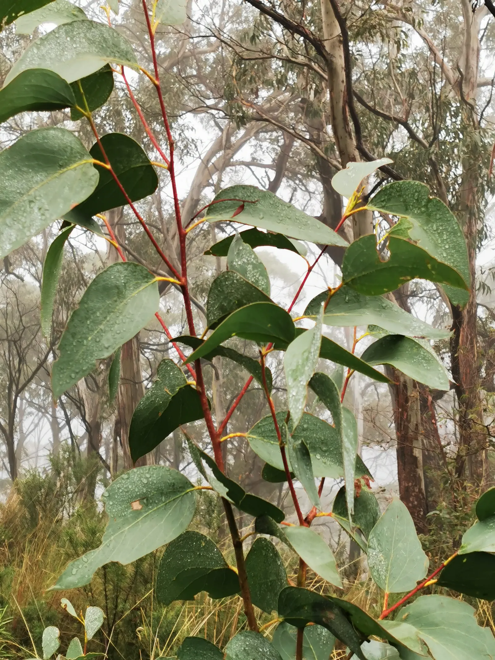 Ghost Or Showy Gum (Eucalyptus Pauciflora) — white to pale grey surface beneath