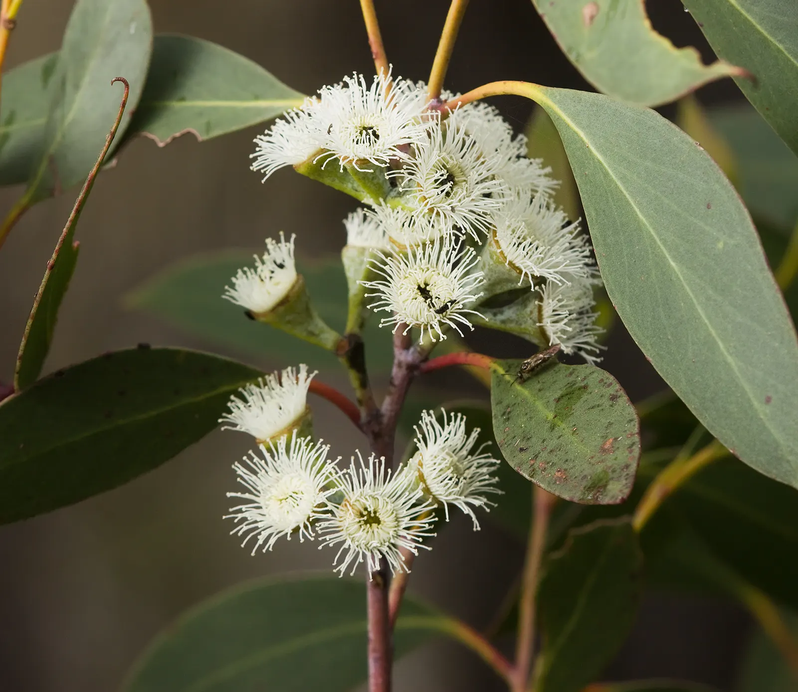 Ghost Or Showy Gum (Eucalyptus Pauciflora) — as it peels away in strips to reveal a smooth