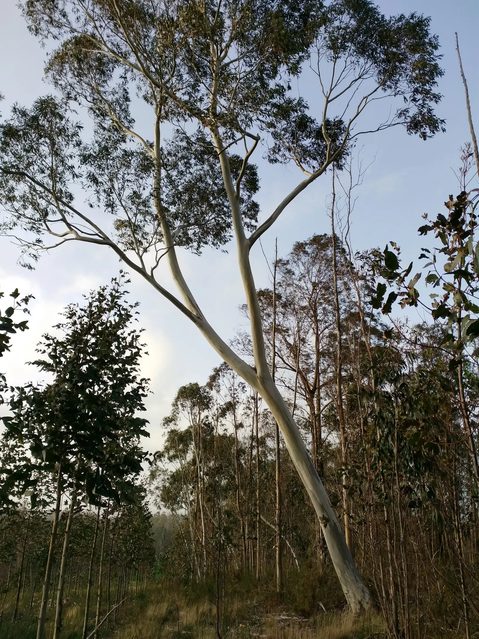 Ghost Or Showy Gum (Eucalyptus Pauciflora) — making it a suitable choice for medium to large spaces
