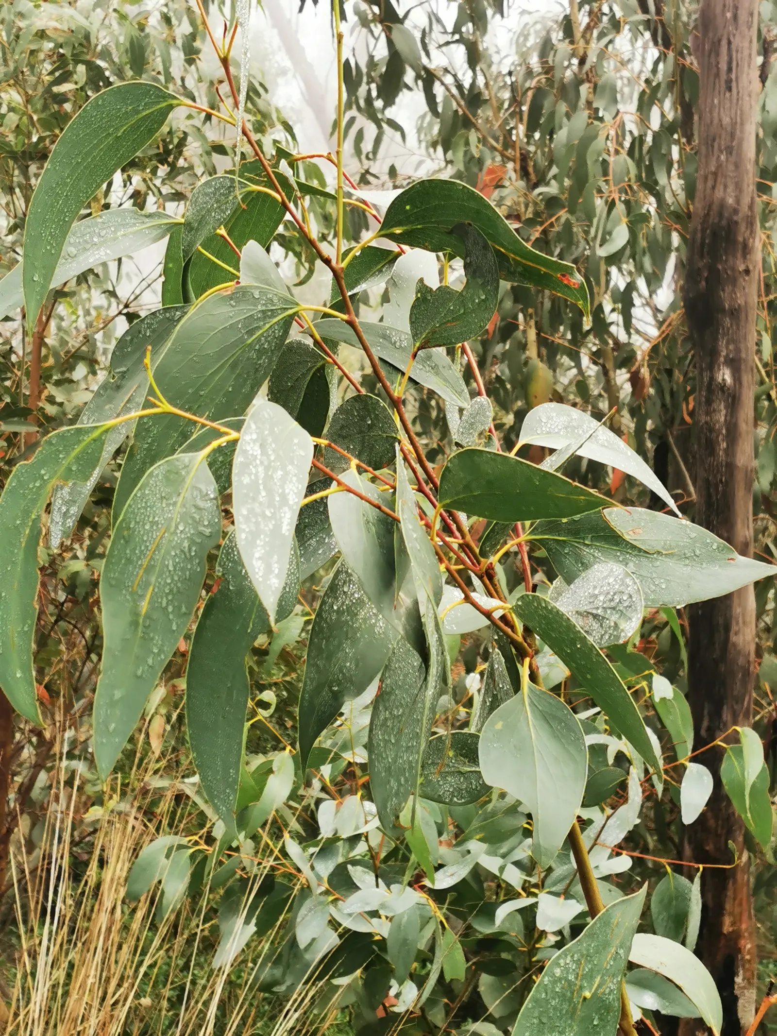 Ghost Or Showy Gum (Eucalyptus Pauciflora) — This hardy evergreen reaches up to 50 feet tall and thrives in USDA zones 7-8; white flowers that provide a subtle
