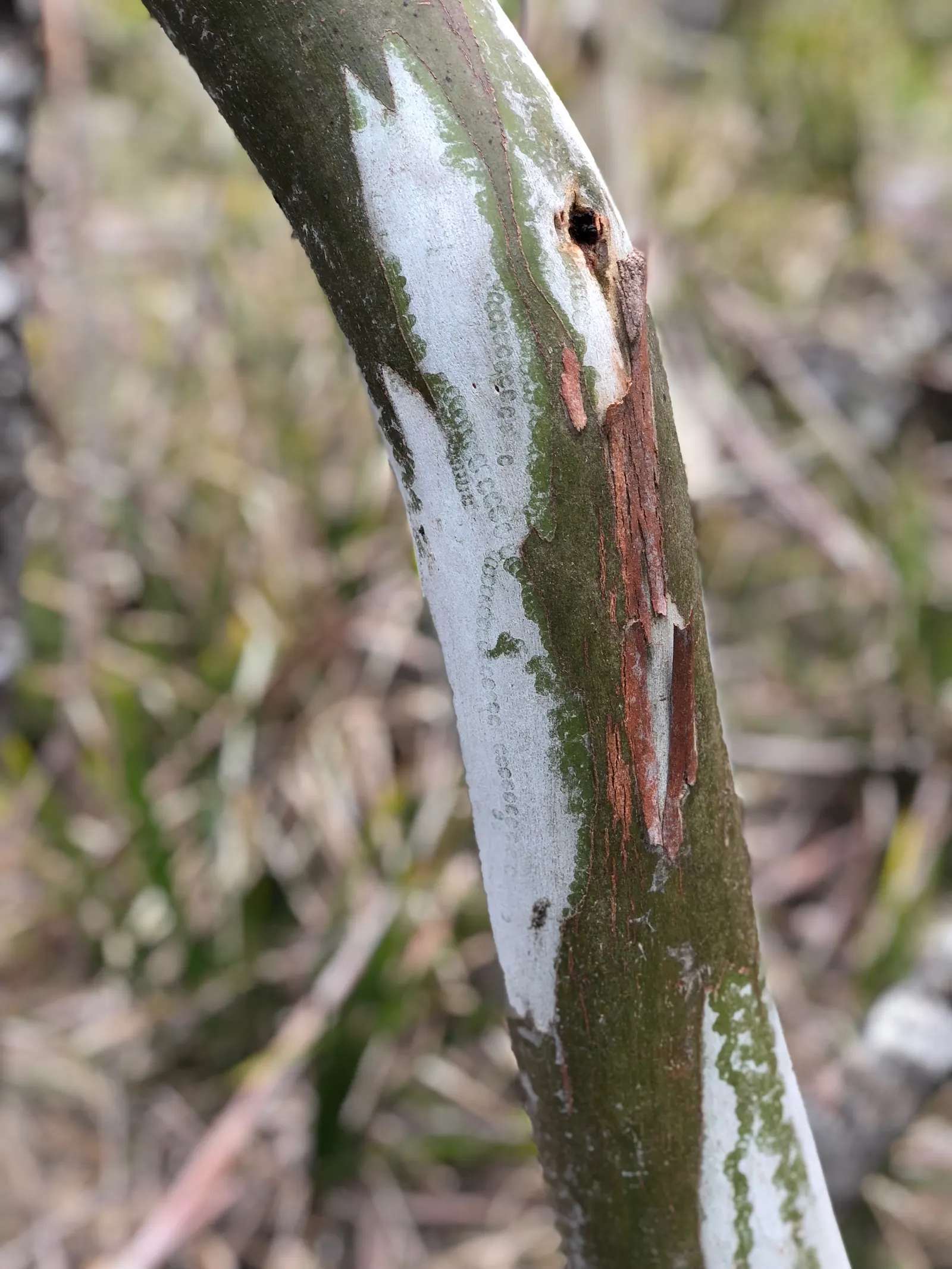 Ghost Or Showy Gum (Eucalyptus Pauciflora) — adding ecological value to the landscape