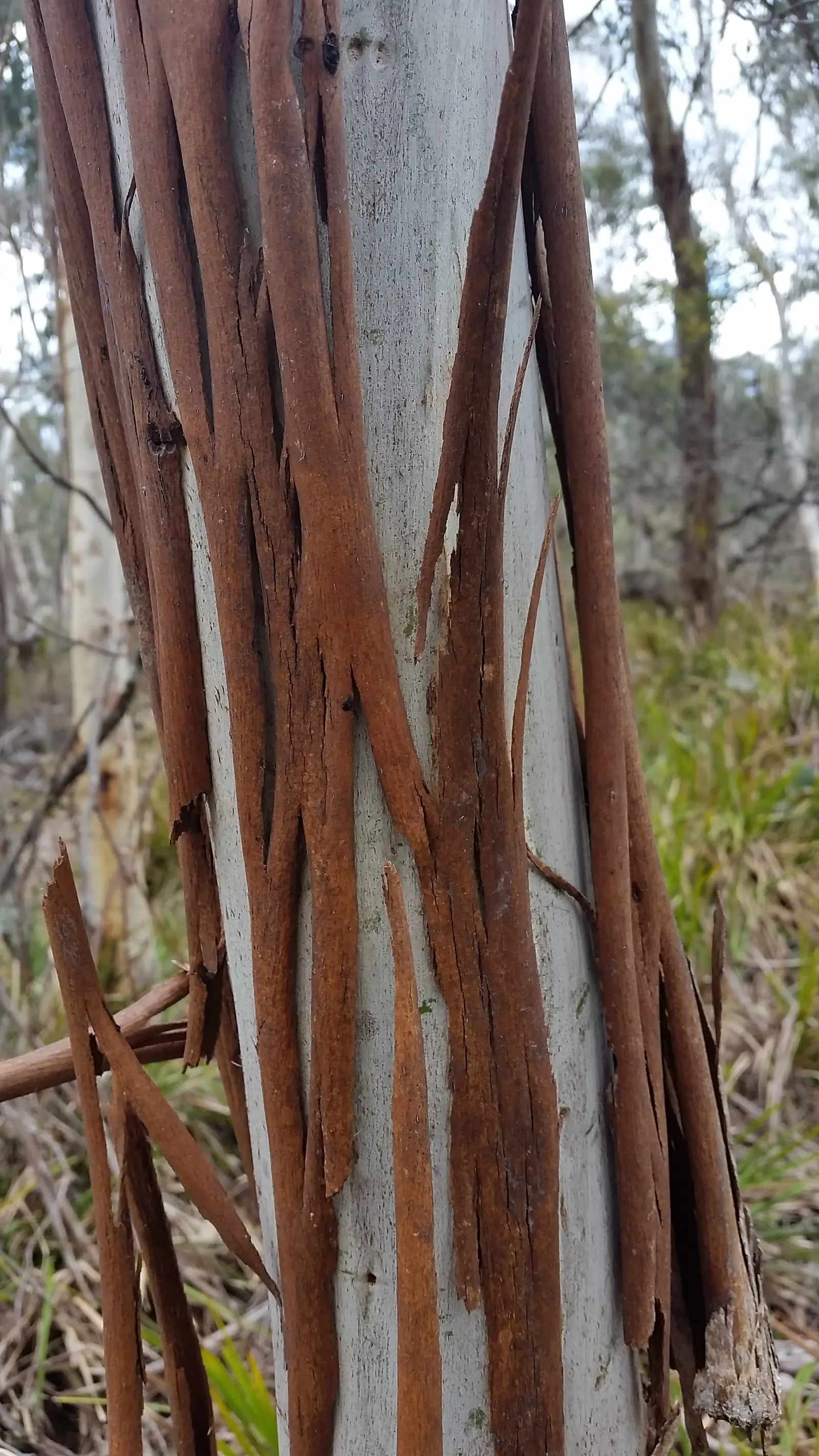 Ghost Or Showy Gum (Eucalyptus Pauciflora) — Mature specimens can reach heights of 20 to 70 feet with a canopy spread of 10 to 30 feet