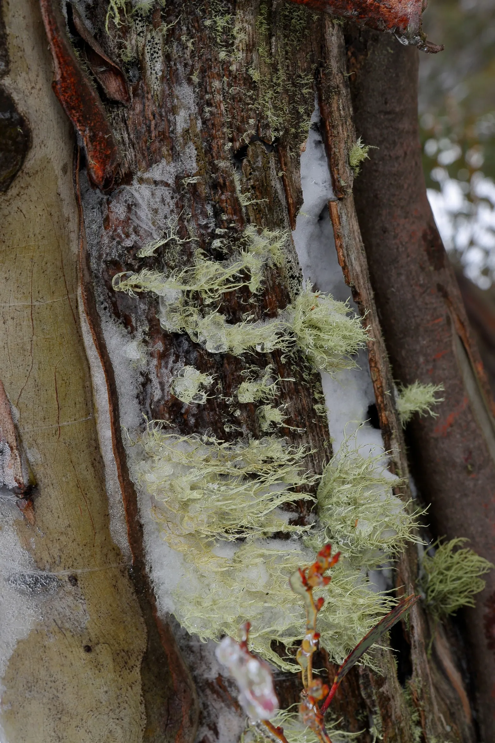 Ghost Or Showy Gum (Eucalyptus Pauciflora) — This remarkable tree is renowned for its distinctive bark that exudes a ghostly charm