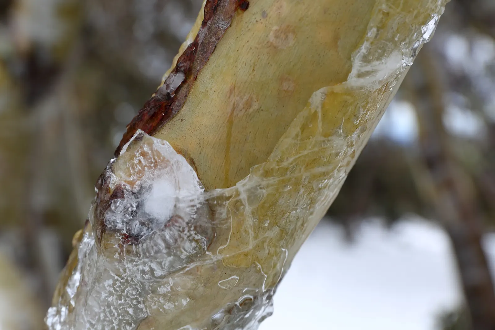 Ghost Or Showy Gum (Eucalyptus Pauciflora) — white flowers that provide a subtle contrast against its striking bark